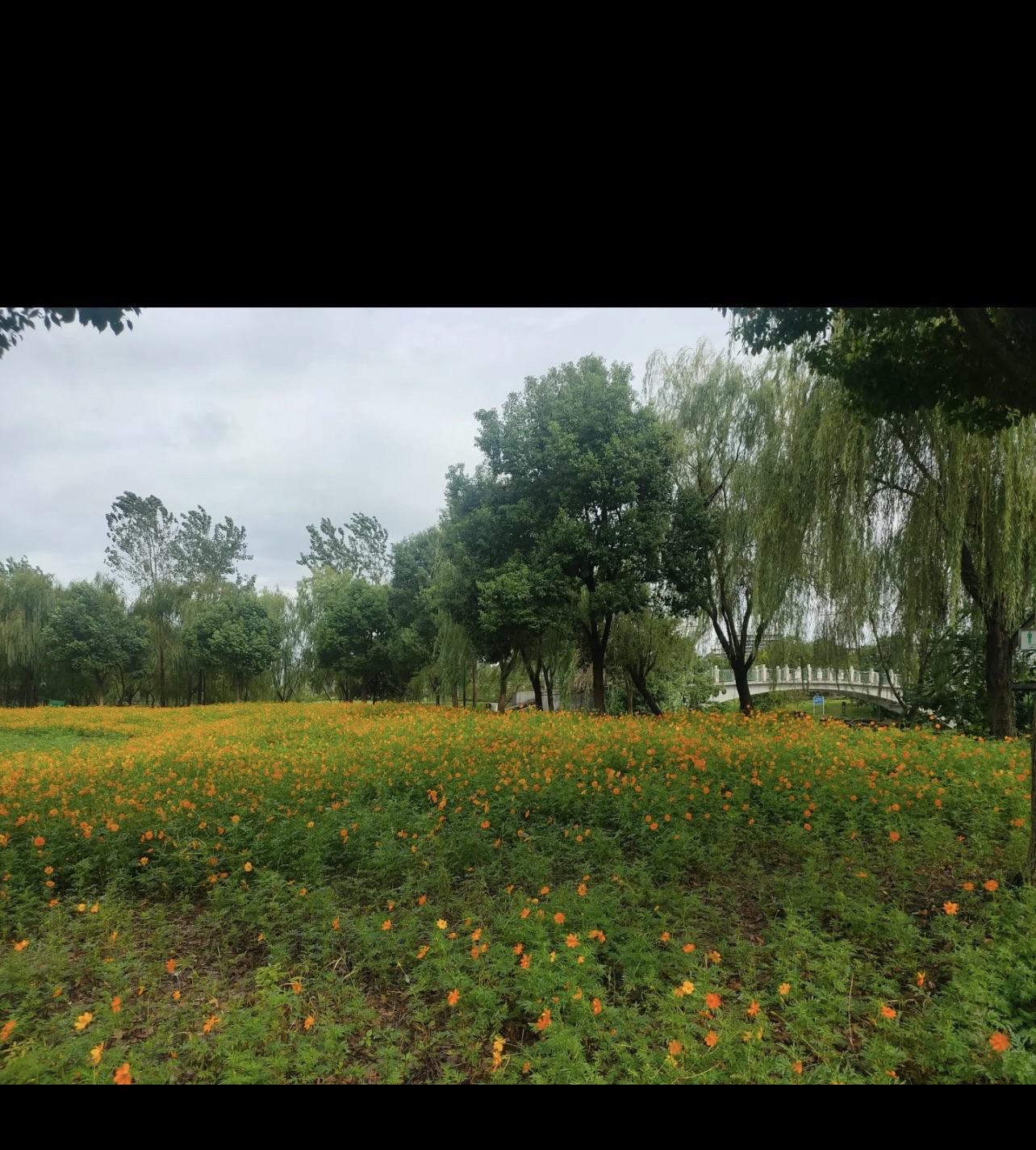 百亩花田旅行图片 3