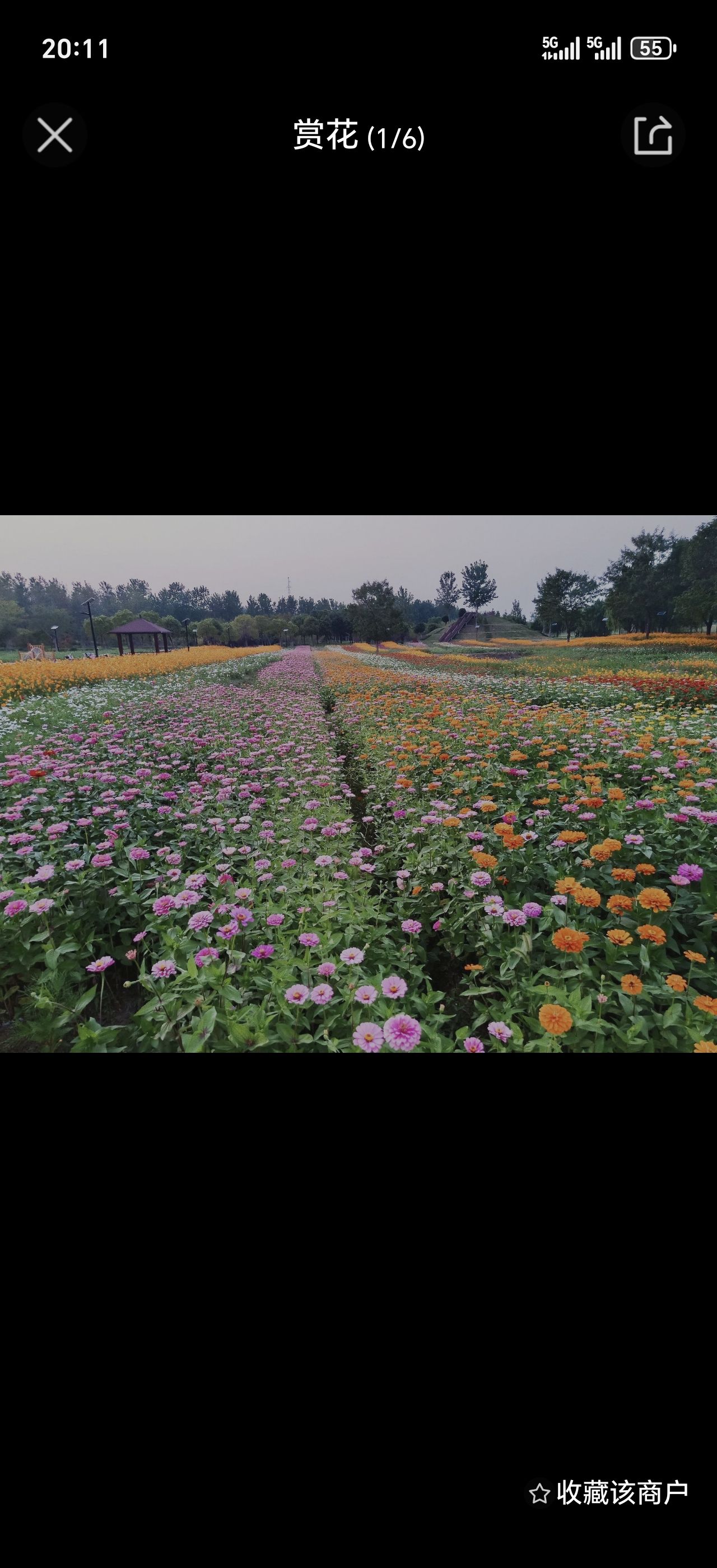 百亩花田旅行图片 1