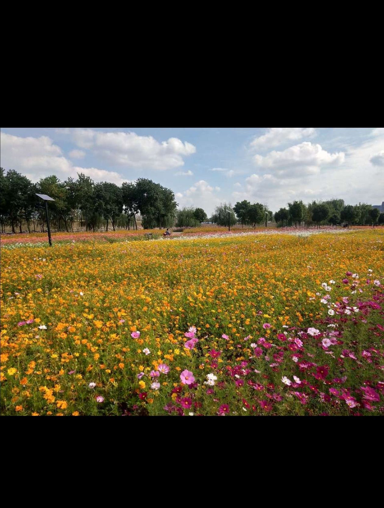 百亩花田旅行图片 2