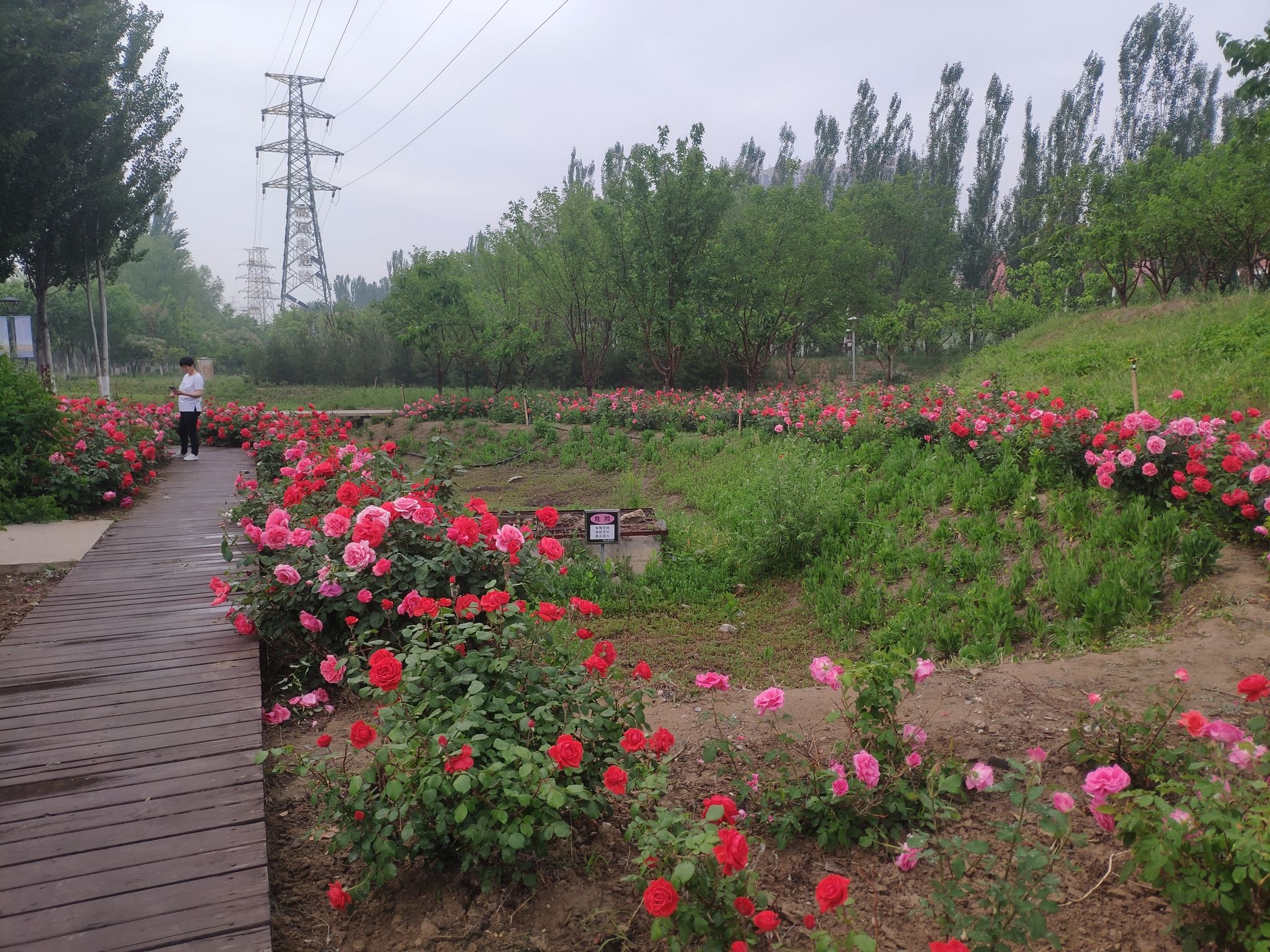 永兴河湿地公园旅行图片 3