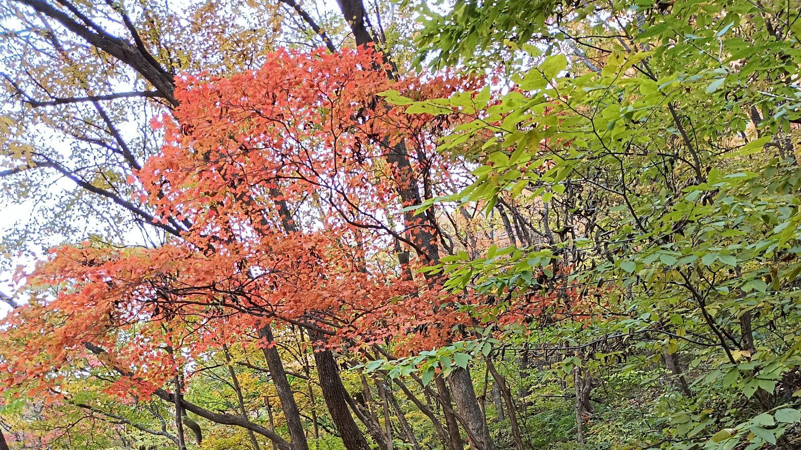 云岭野山参保护区