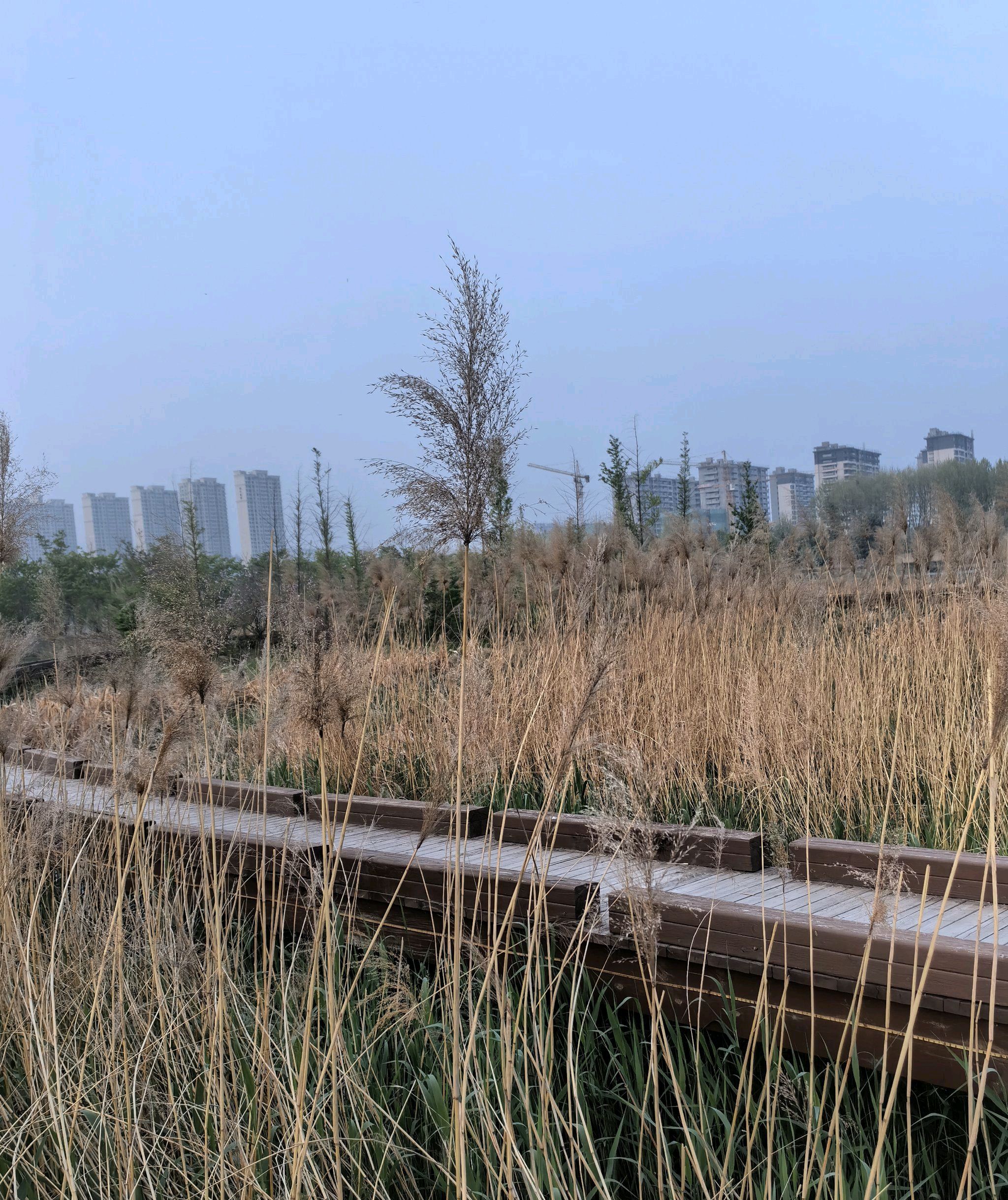 中牟潘安公园旅行图片 3