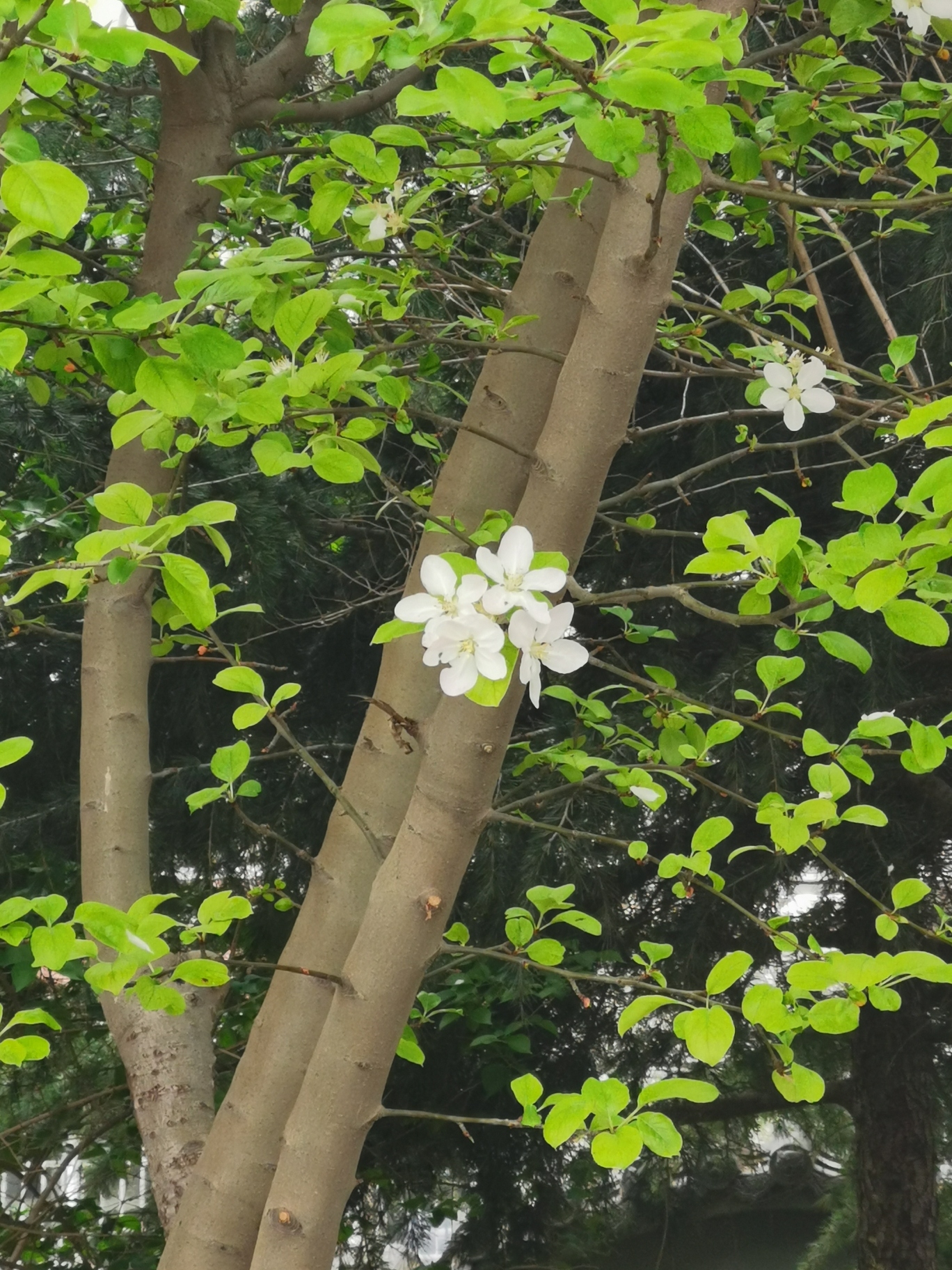 中牟潘安公园旅行图片