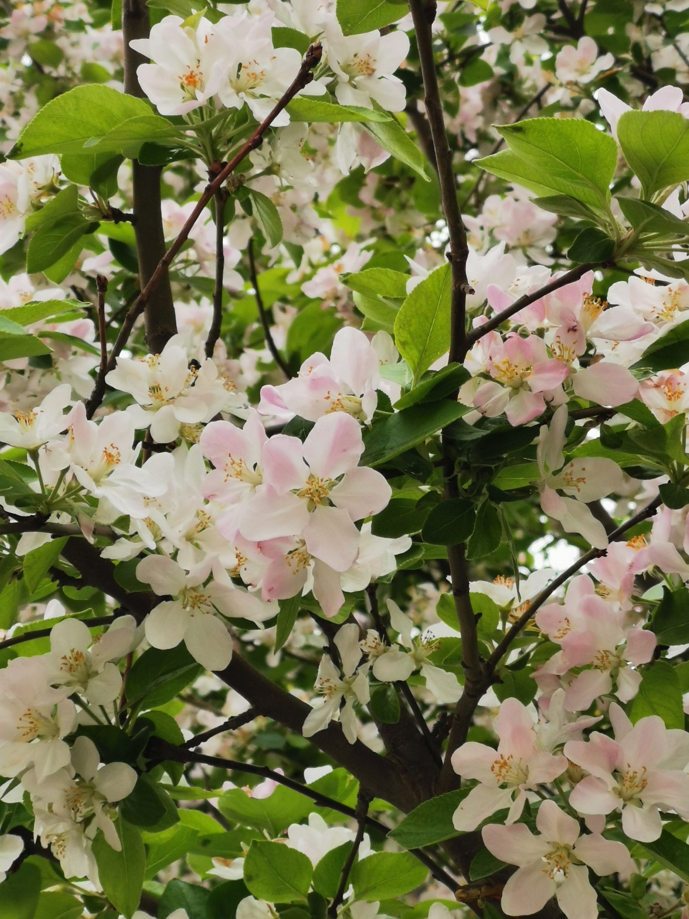 中牟潘安公园旅行图片 2