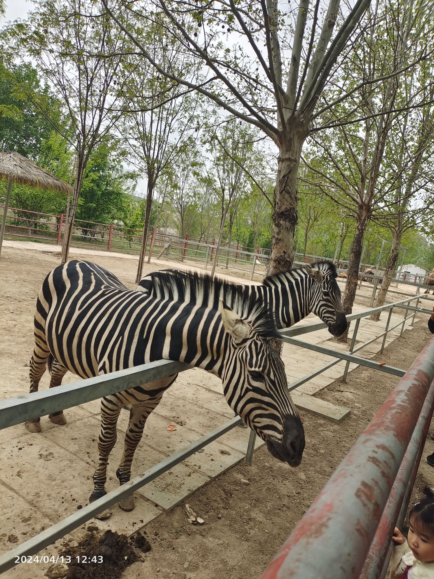 菏泽野生动物园旅行图片 1