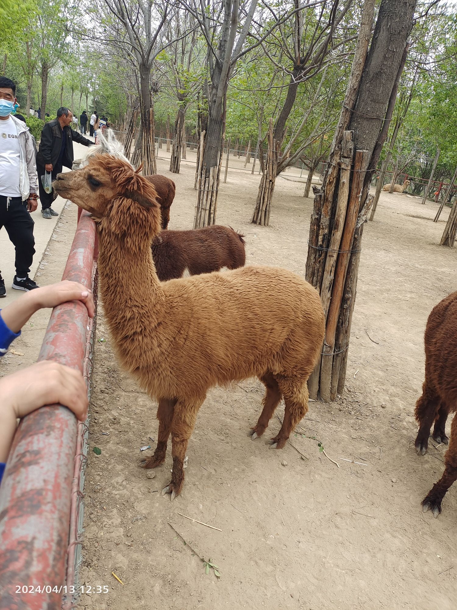 菏泽野生动物园旅行图片 3