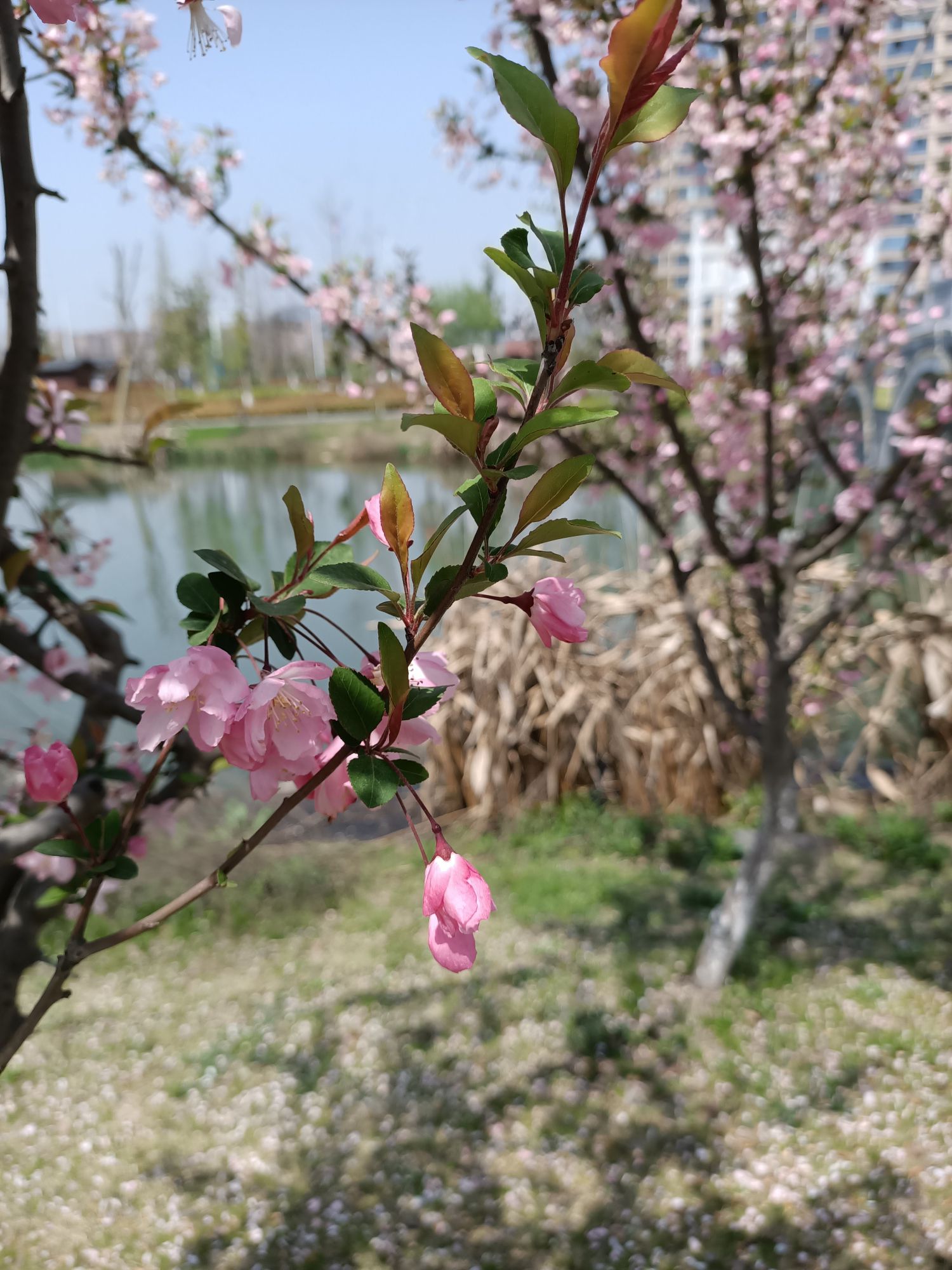 城西湖公园