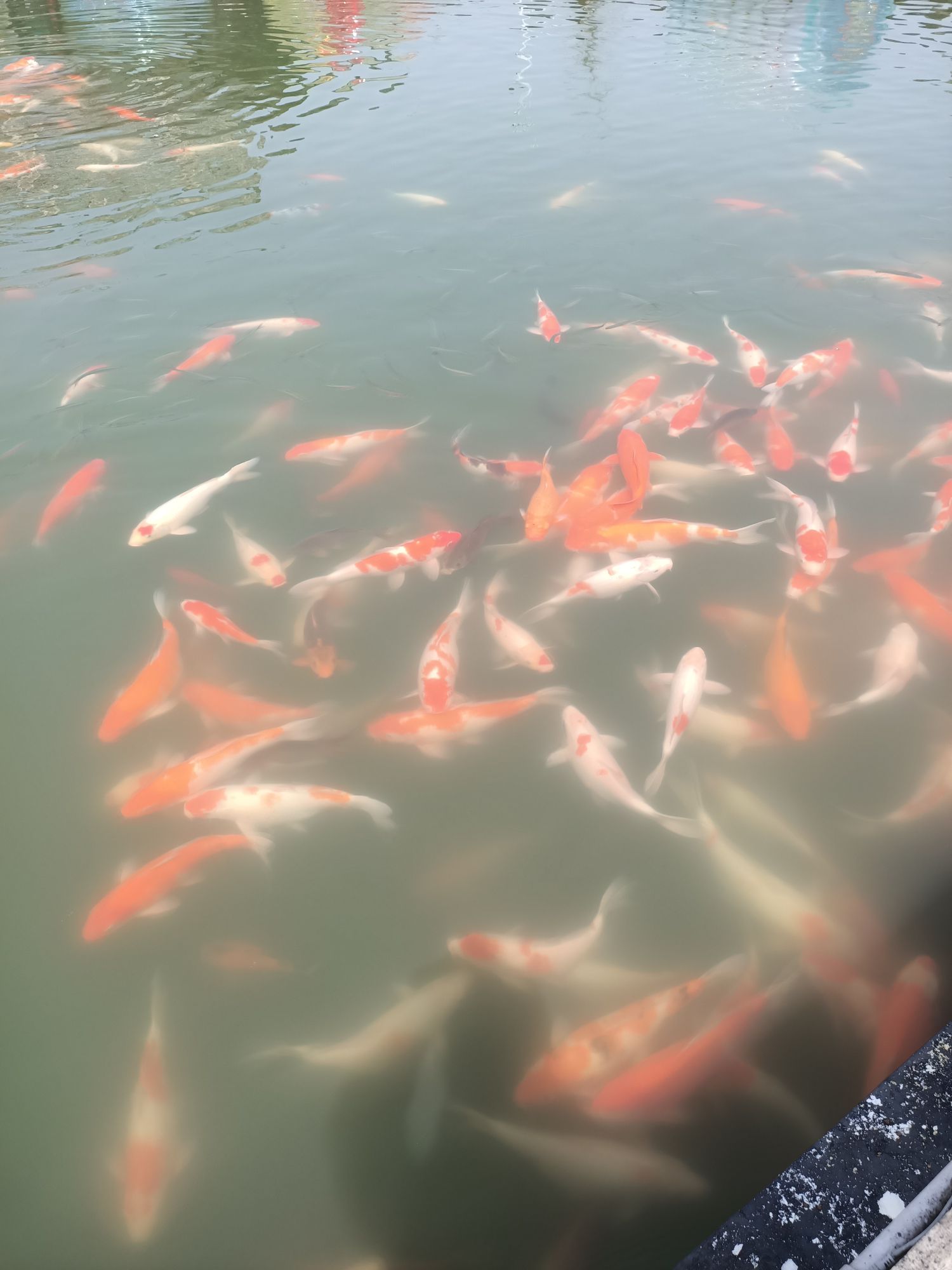城西湖公园旅行图片 3