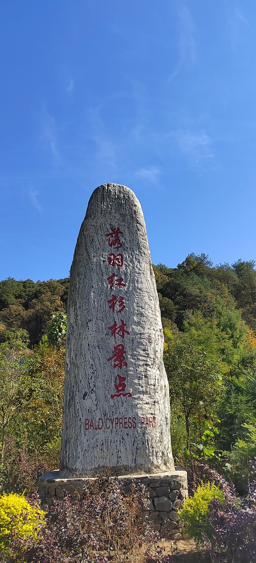 落羽杉湿地公园