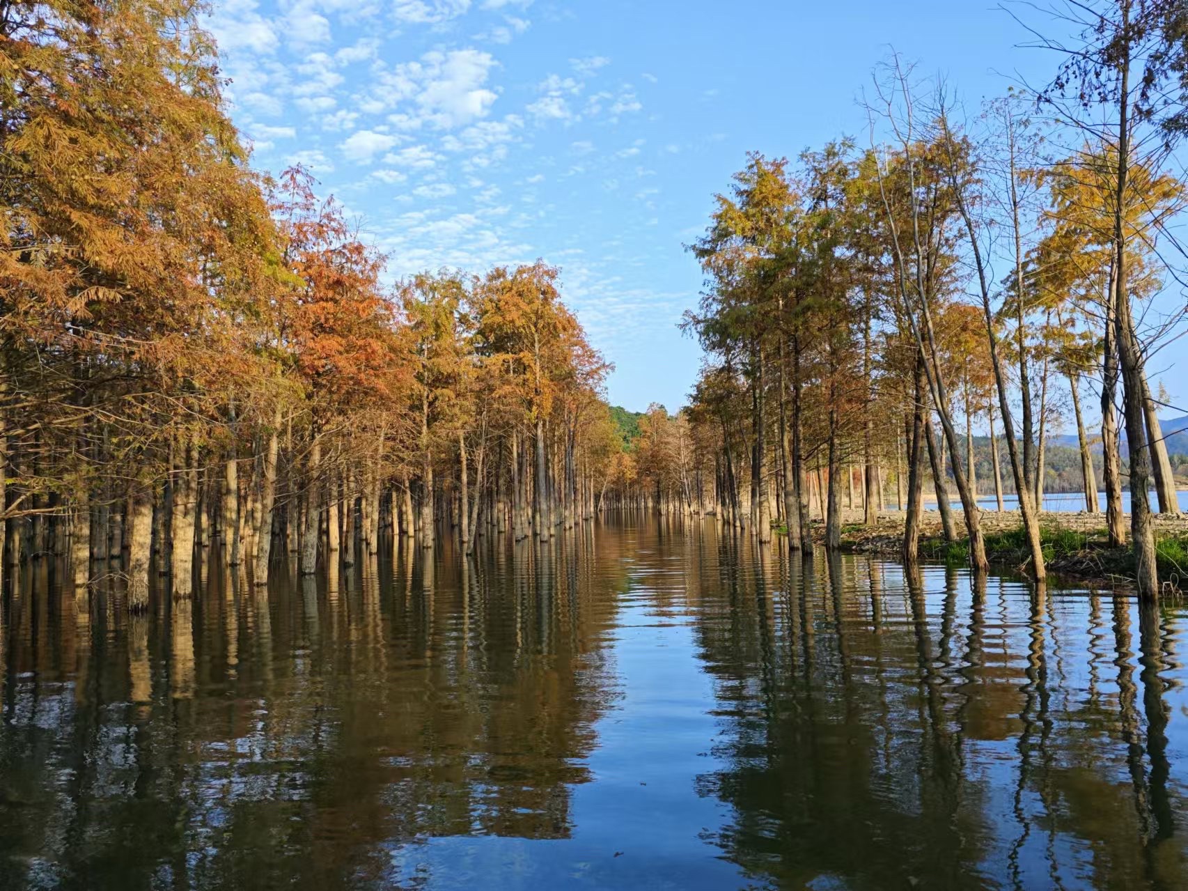 落羽杉湿地公园
