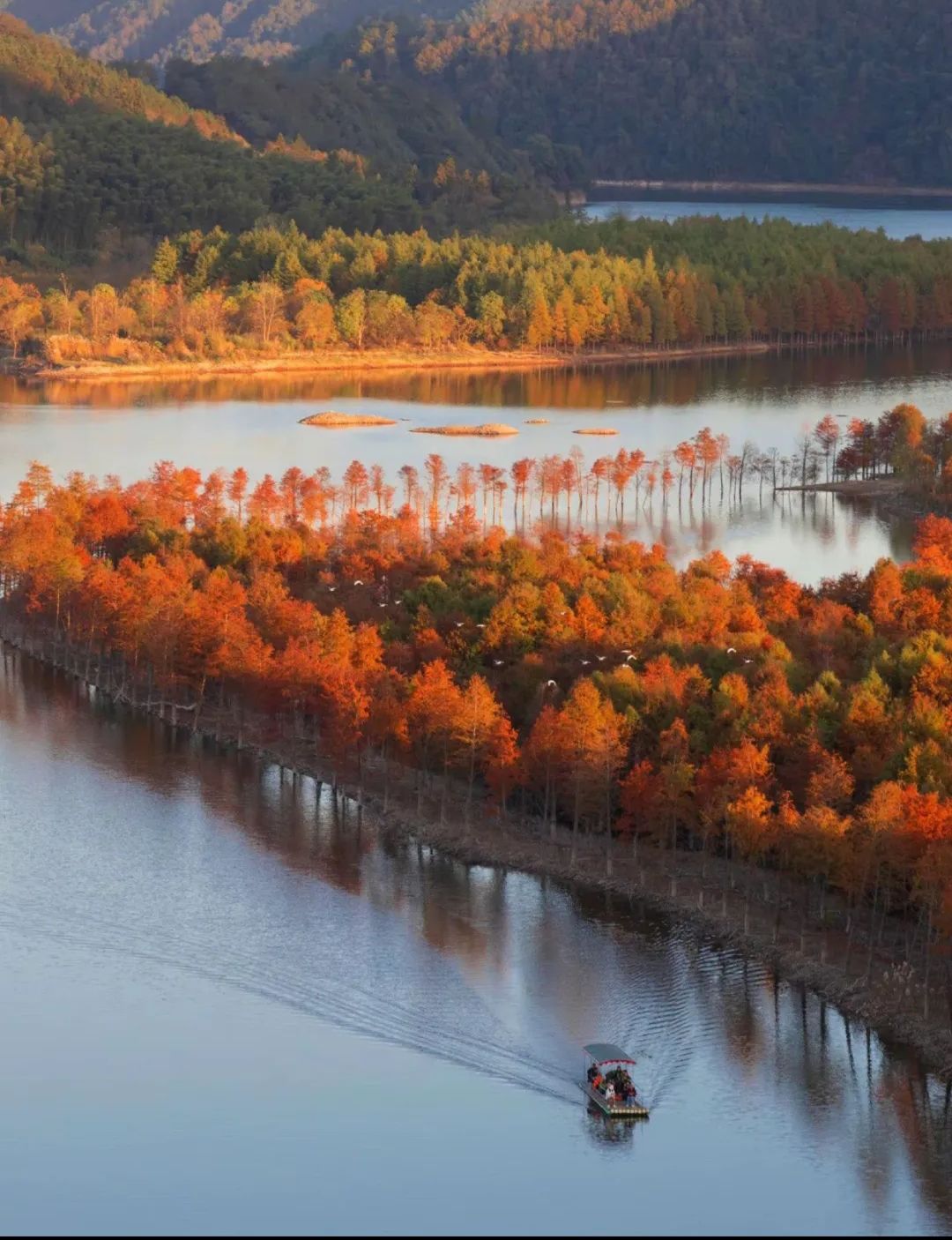 落羽杉湿地公园