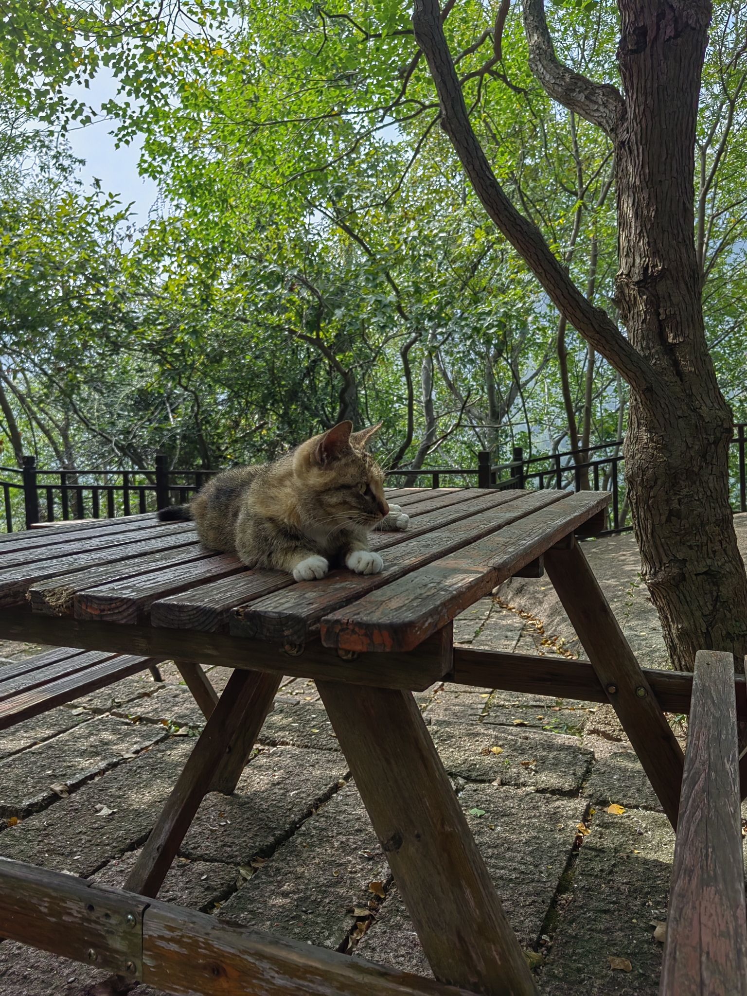 乌龙溪景区旅行图片 3