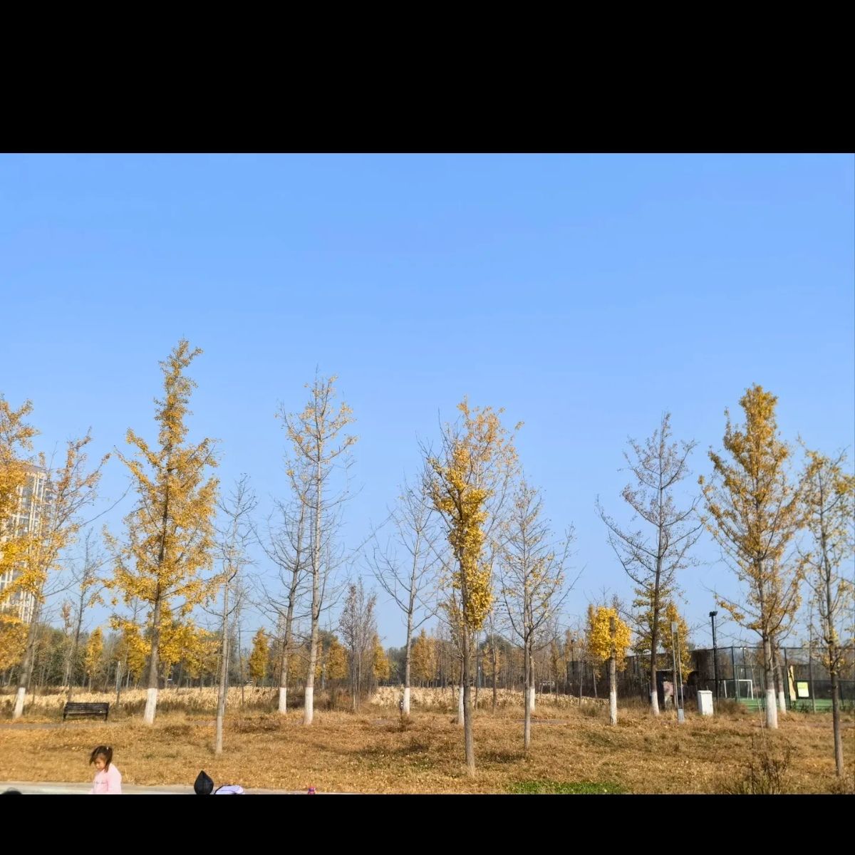 万亩银杏林旅行图片 1