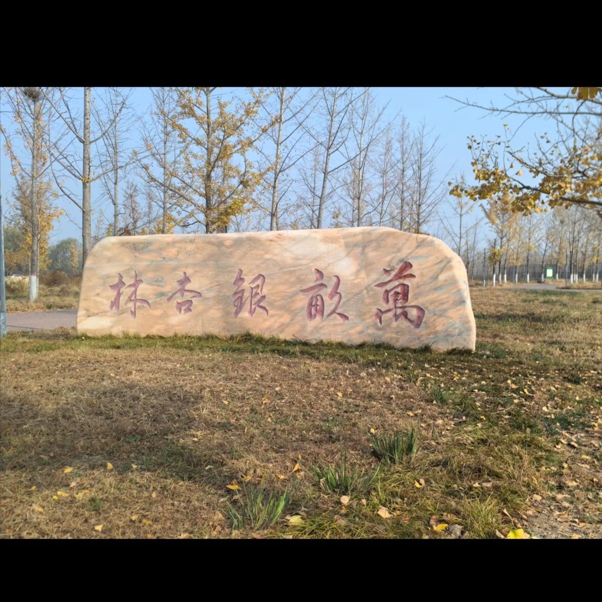 万亩银杏林旅行图片 2
