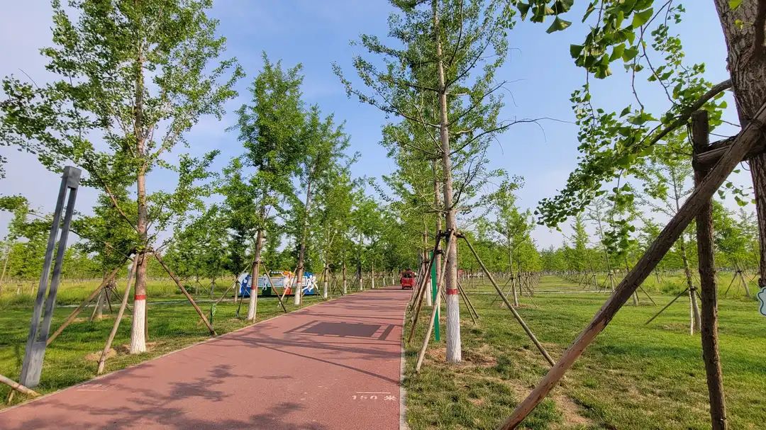 万亩银杏林旅行图片 2