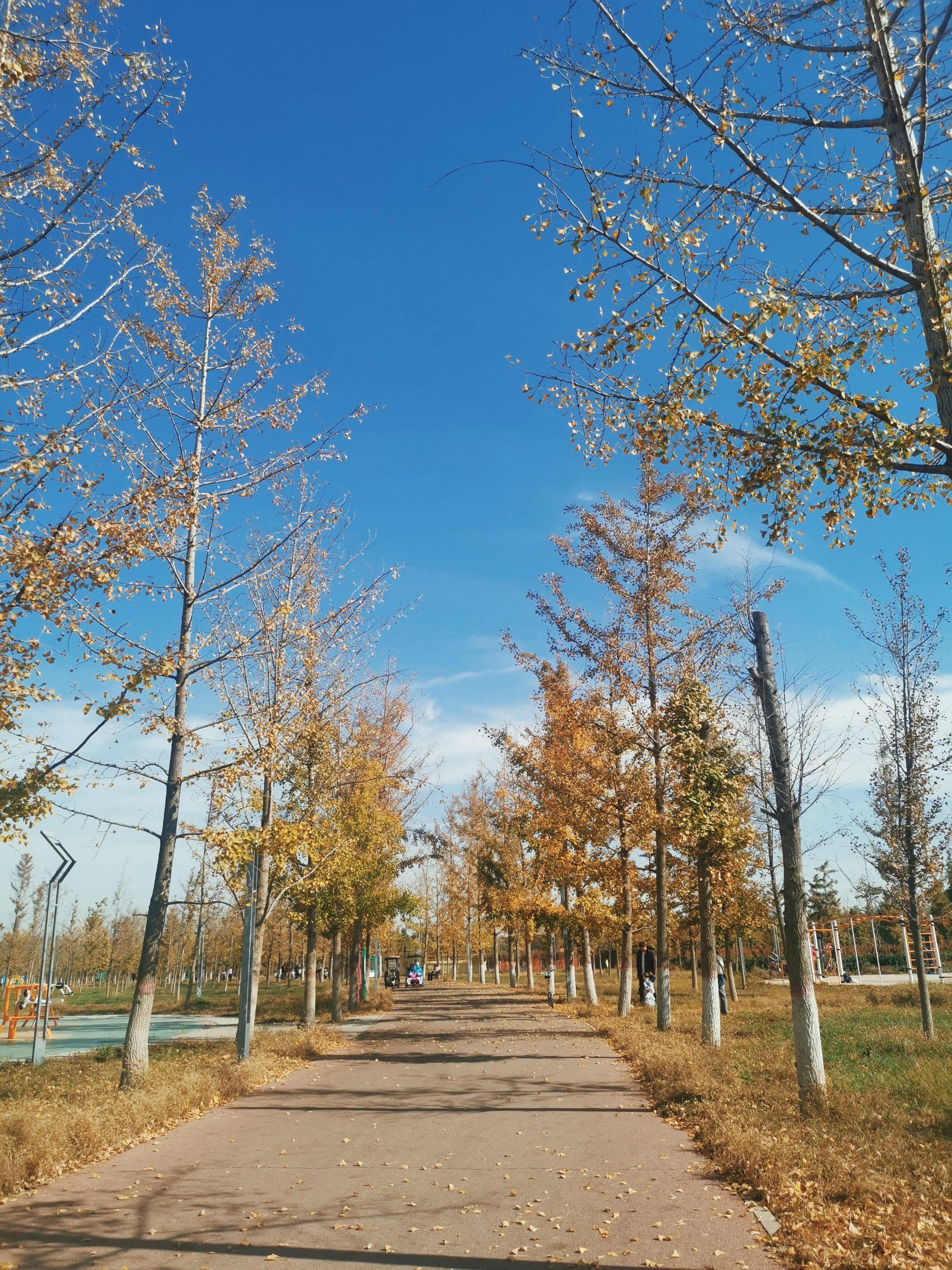 万亩银杏林旅行图片 3