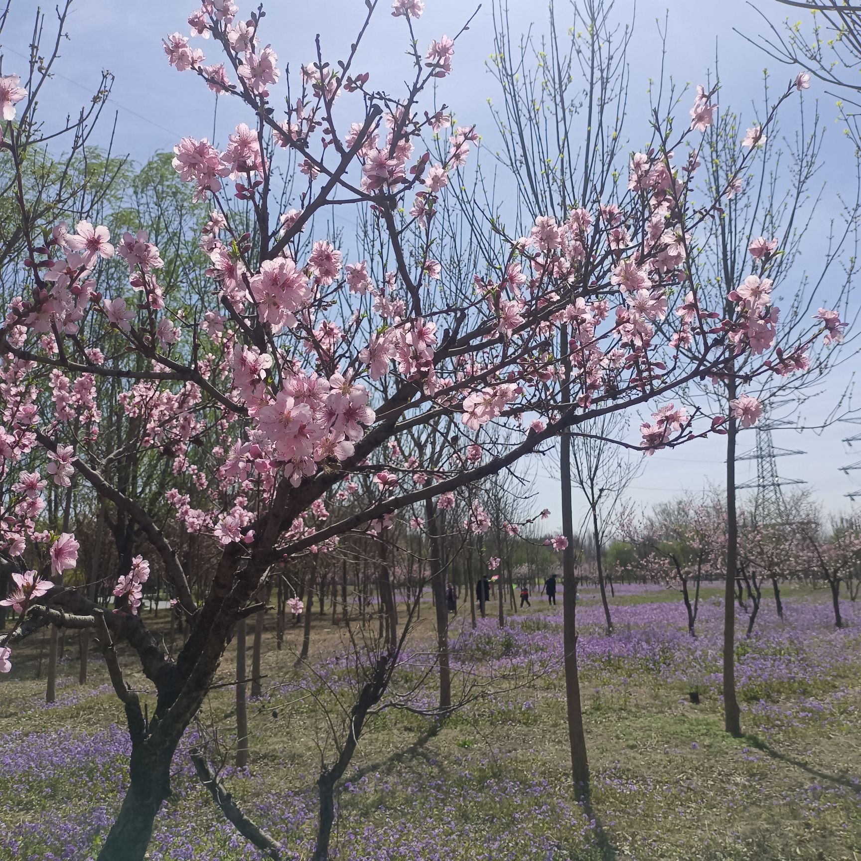 邯郸植物园旅行图片 3