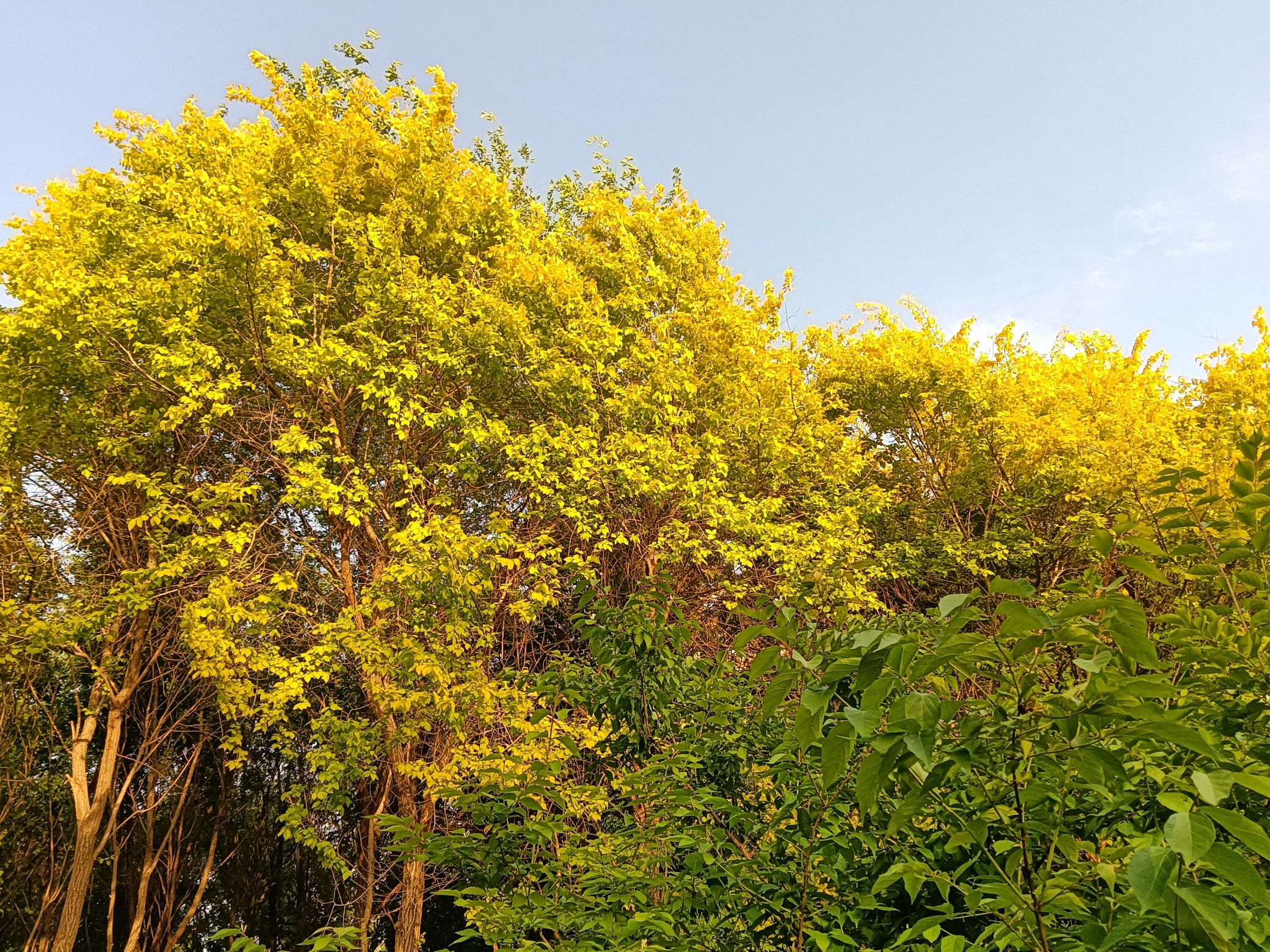 邯郸植物园旅行图片 2