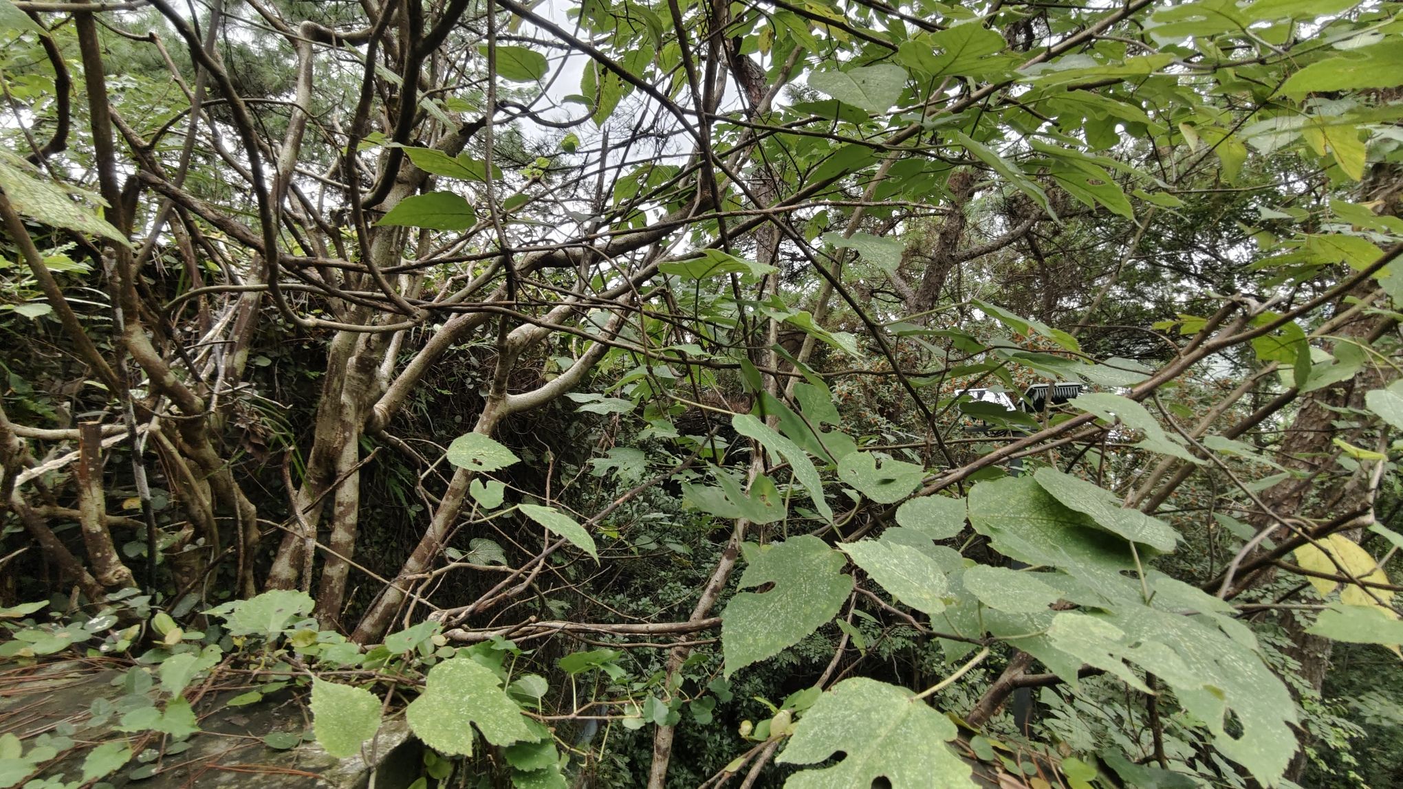 小长城旅行图片 1