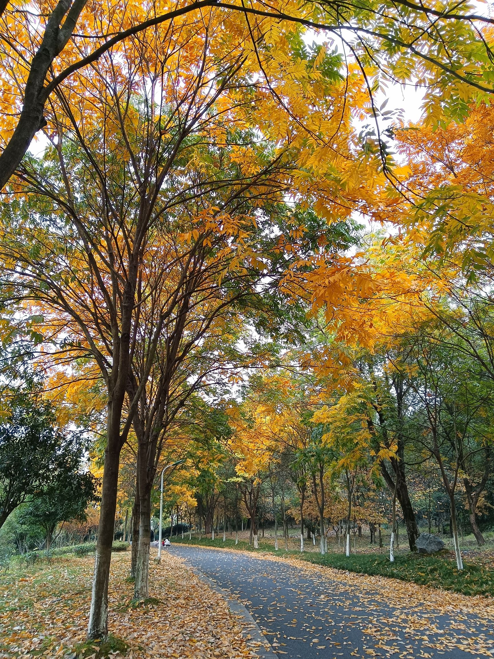 宜阳森林公园旅行图片 1