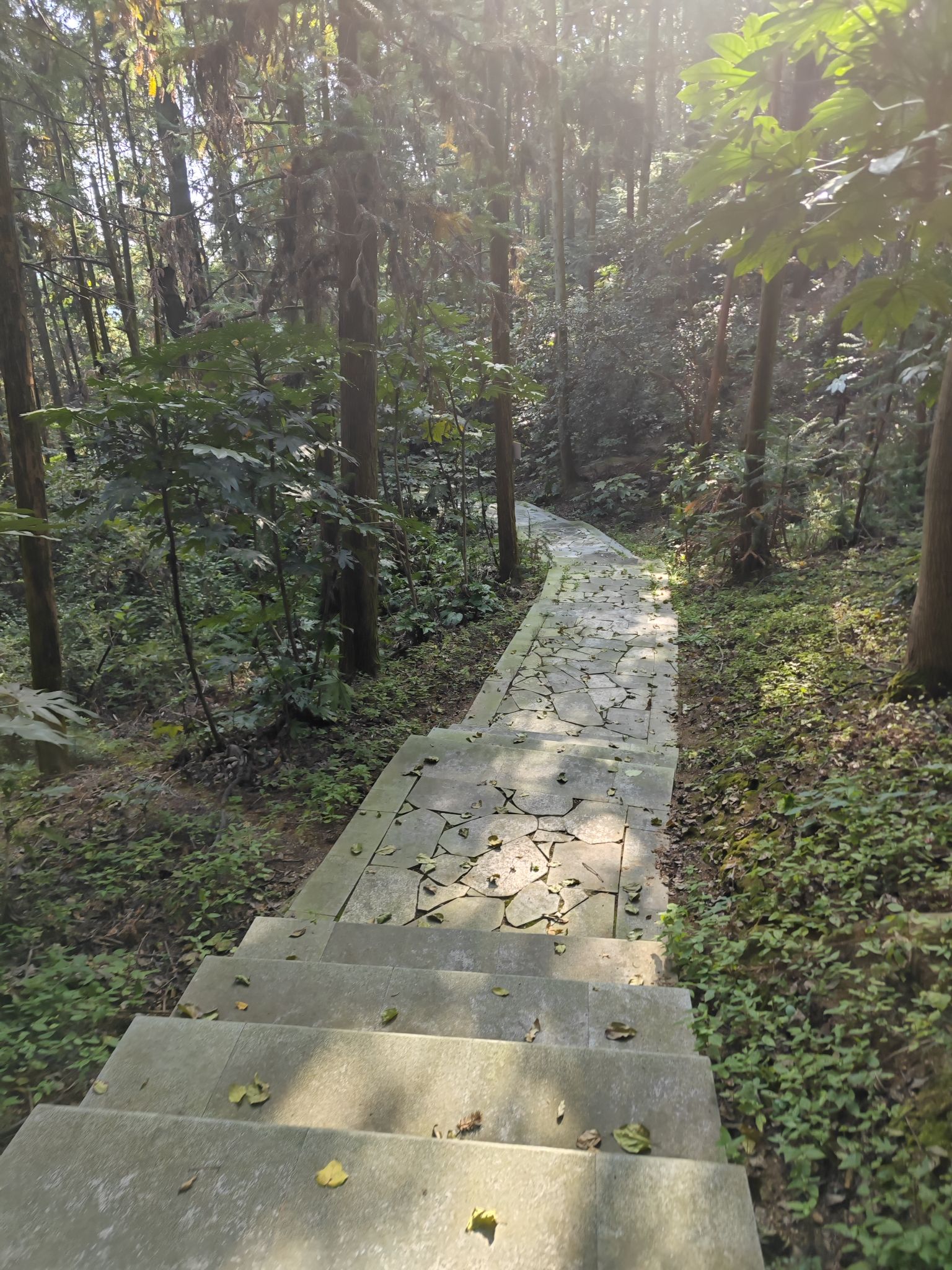 宜阳森林公园旅行图片 3