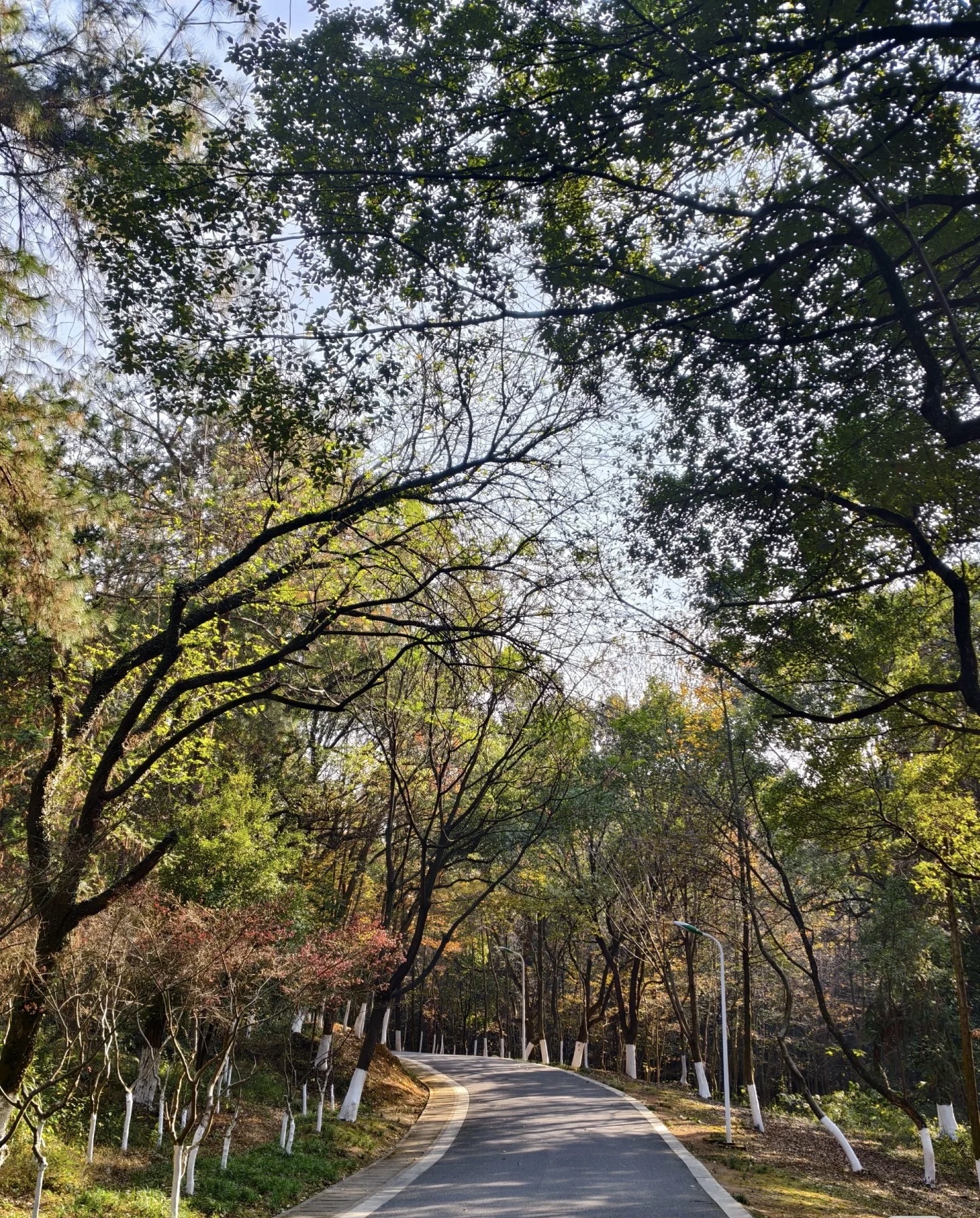 宜阳森林公园旅行图片 2