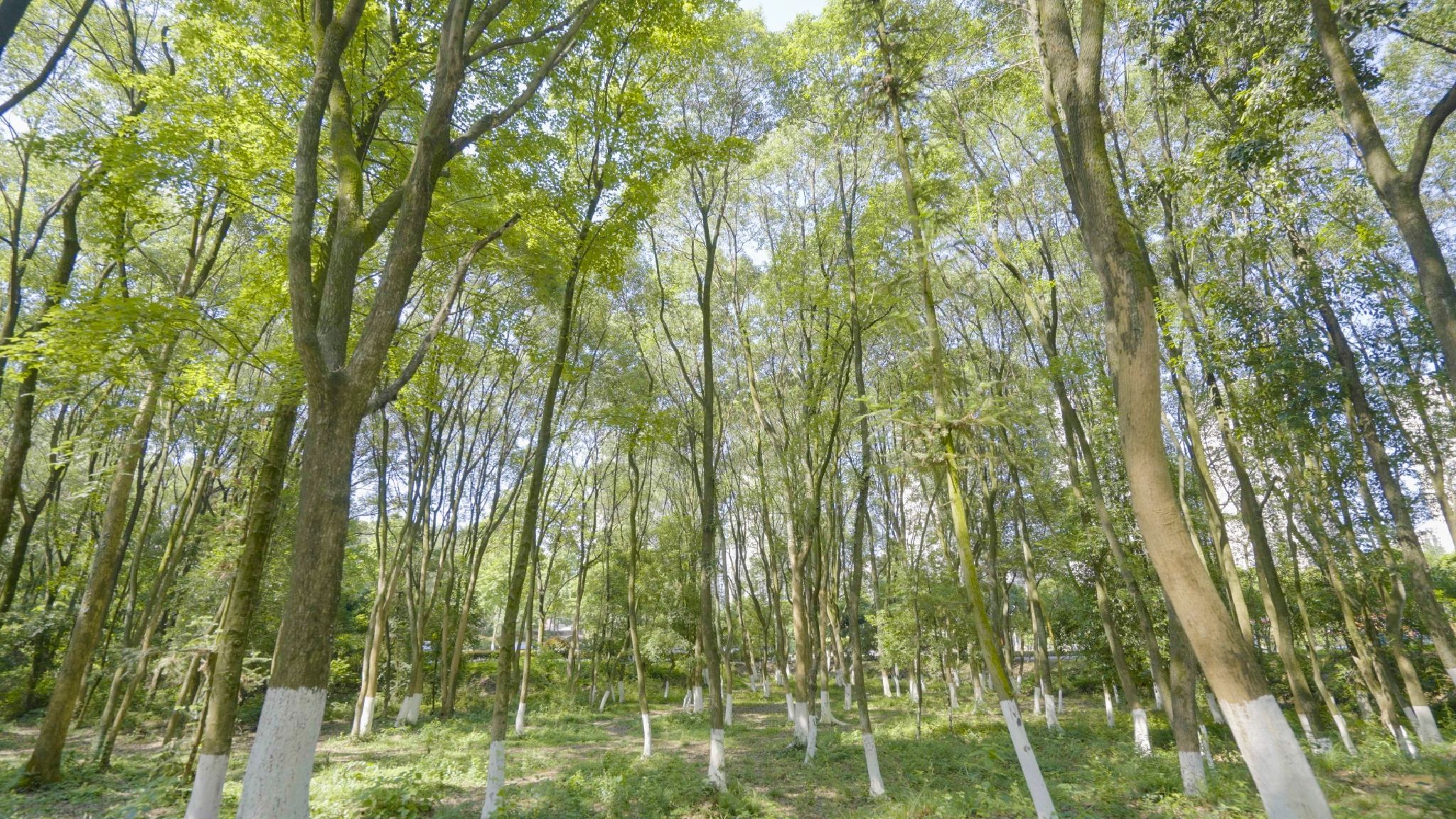 宜阳森林公园