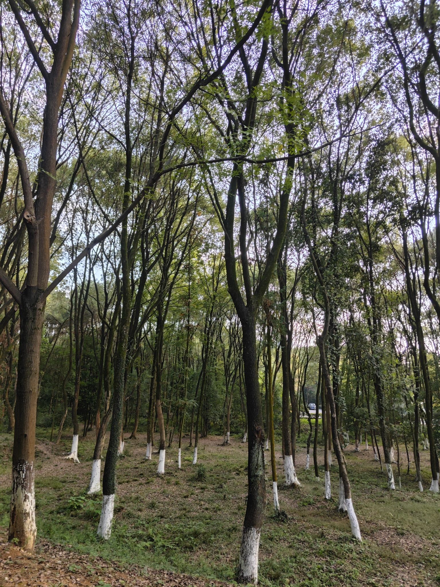 宜阳森林公园旅行图片 2