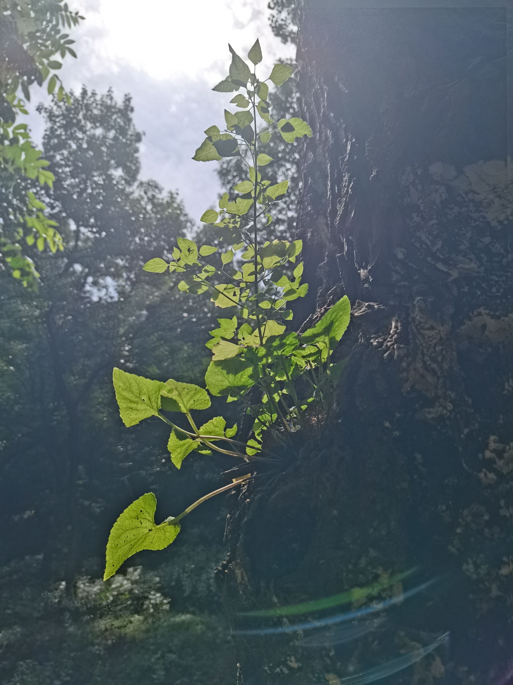蚁蜂镇云梦山旅行图片 3