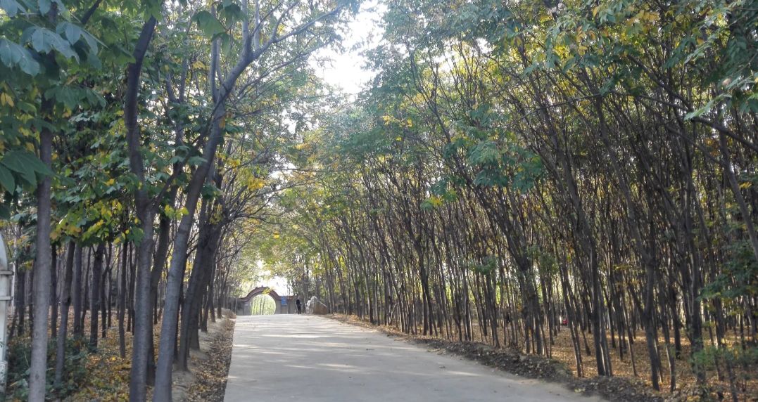 商丘花卉博览园旅行图片 1