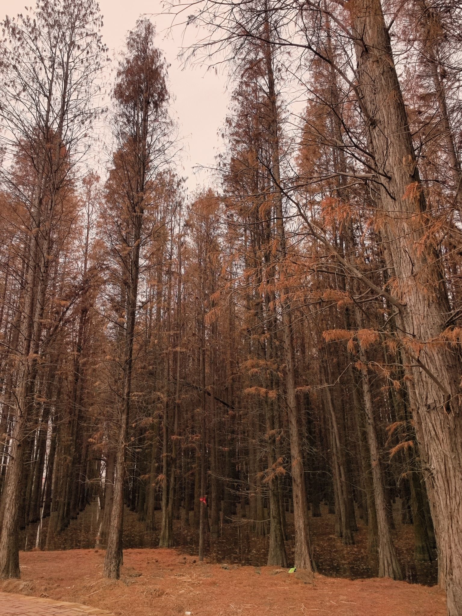 云水花海旅行图片 1