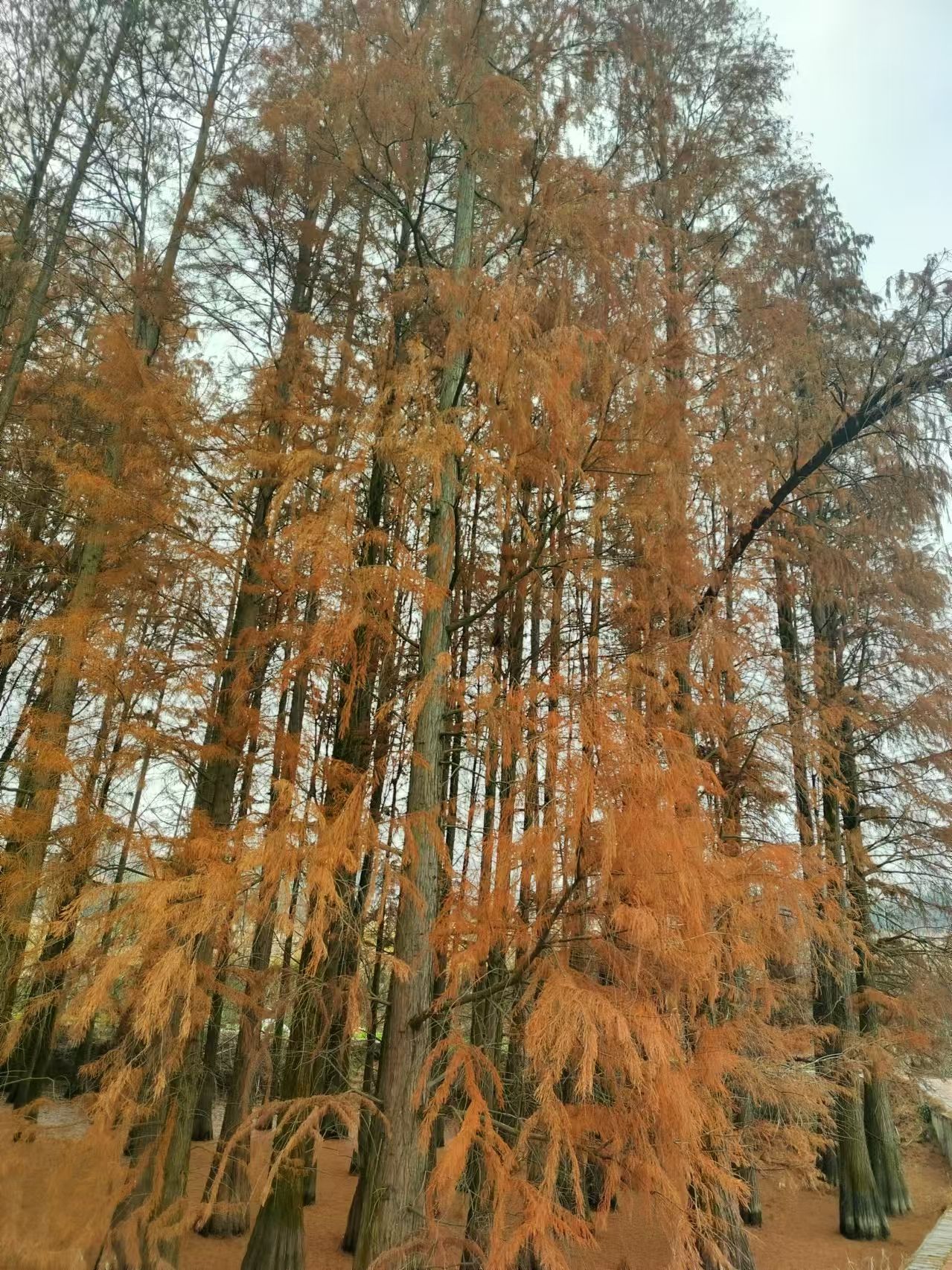 云水花海旅行图片 3
