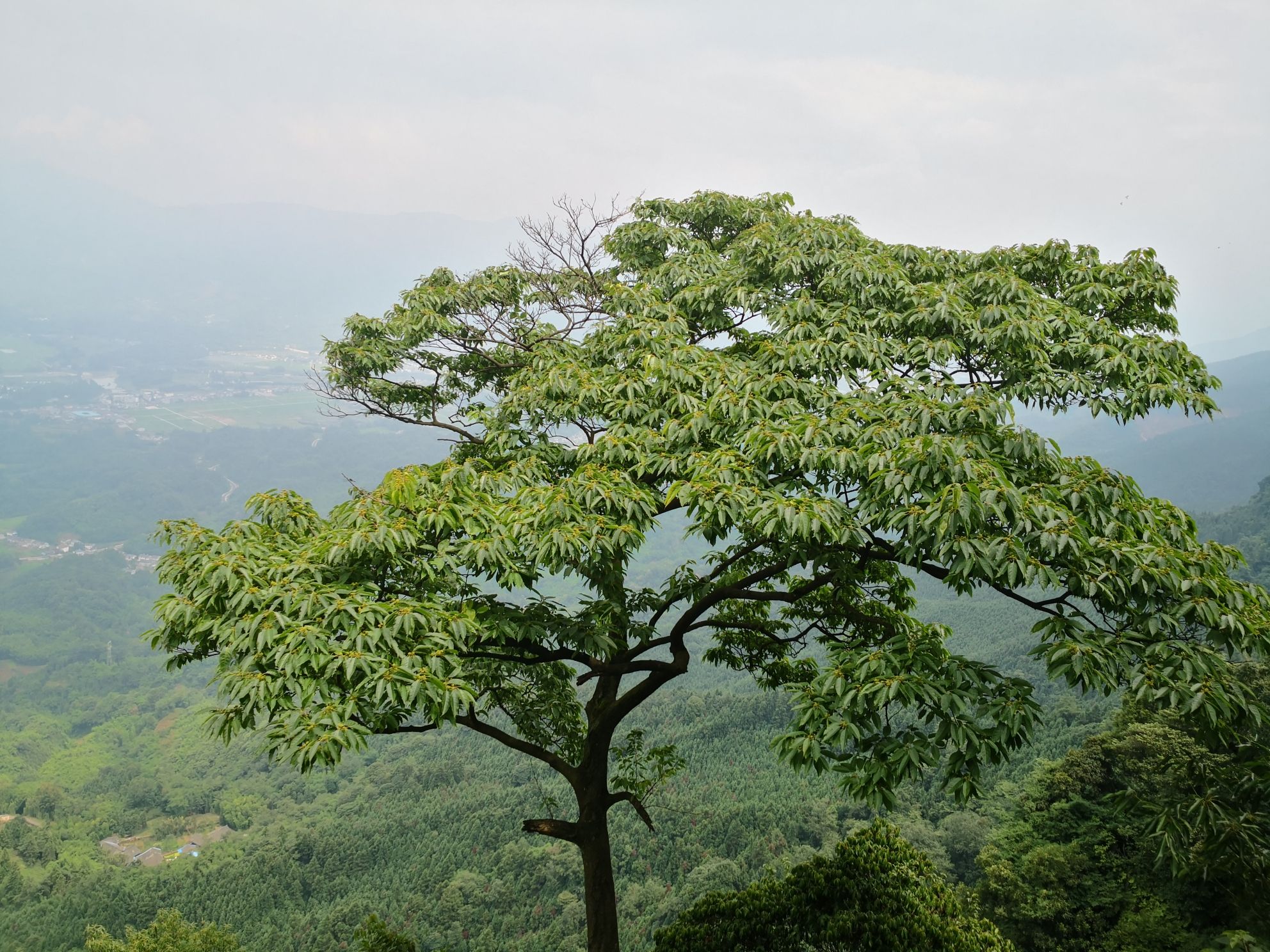 玉屏山玻璃栈道旅行图片