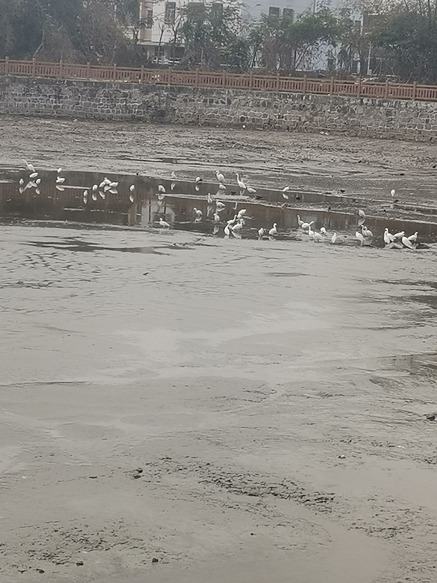 华里村丁氏宗祠旅行图片 1