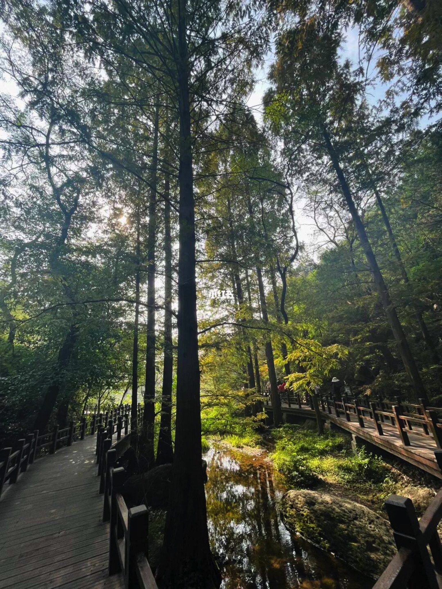 六北定植物园(暂停开放)旅行图片 1