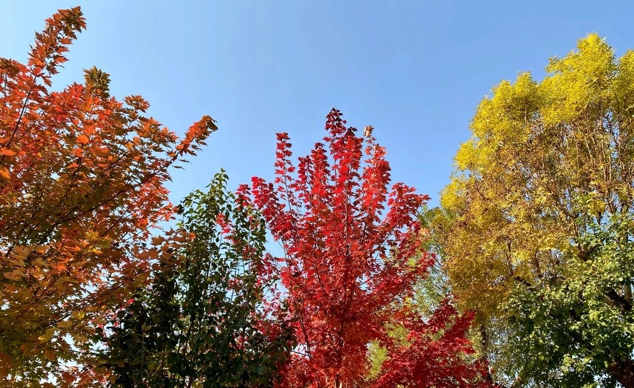 六北定植物园(暂停开放)旅行图片 3