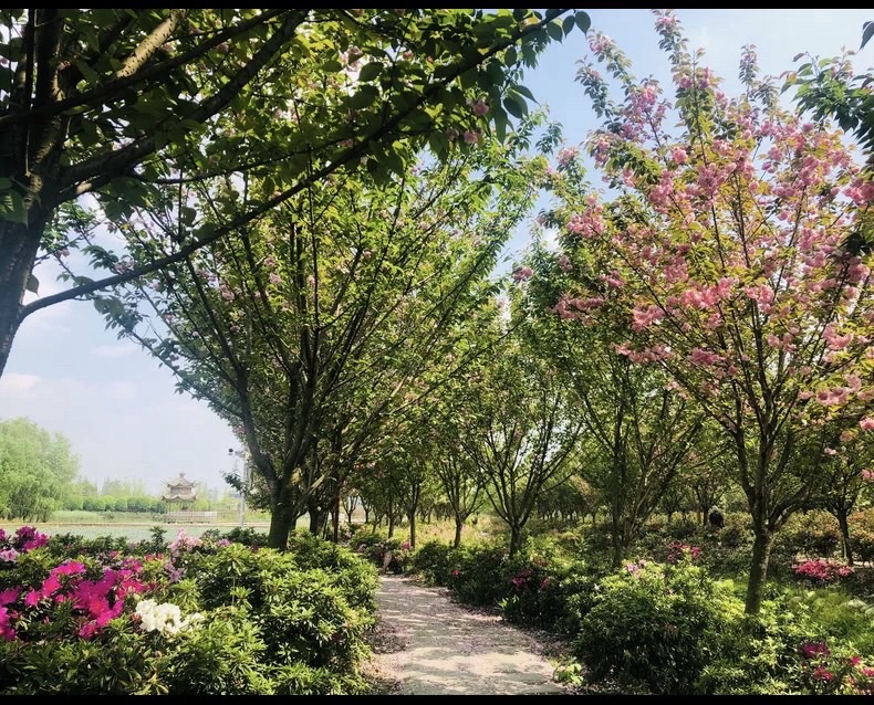 蜀国鹃都旅行图片 1
