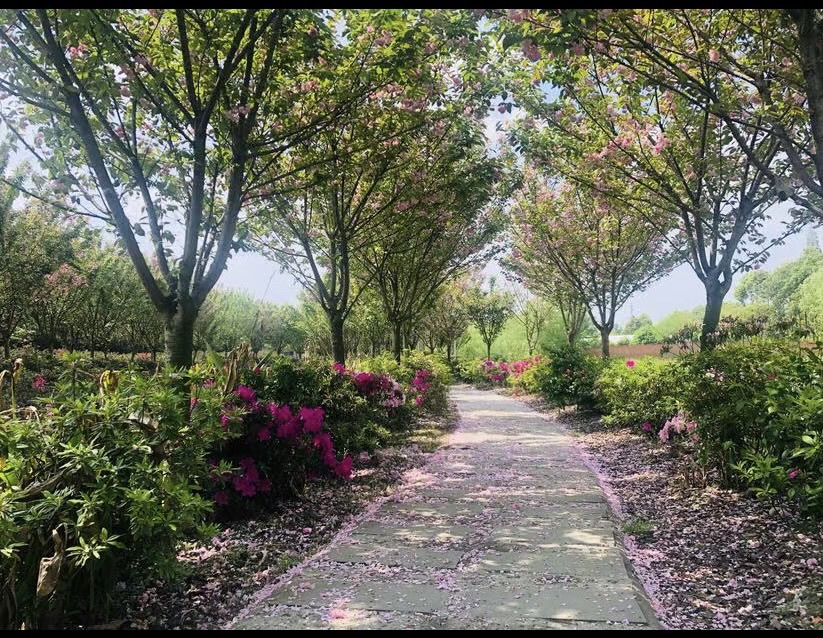 蜀国鹃都旅行图片 3