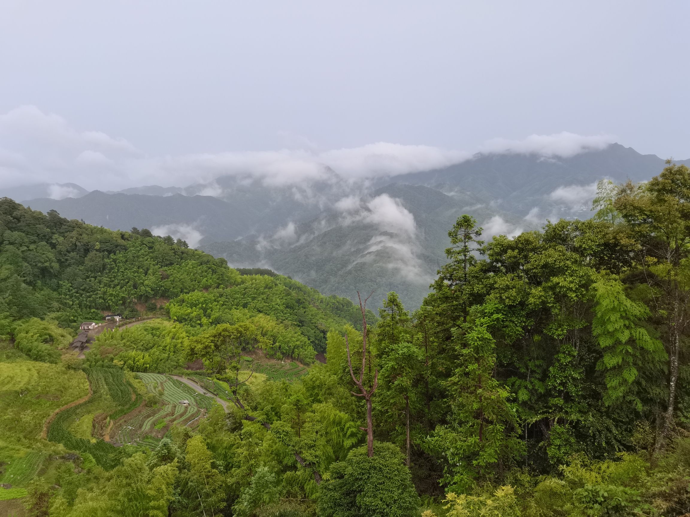 梅花山虎园索道-红豆杉站
