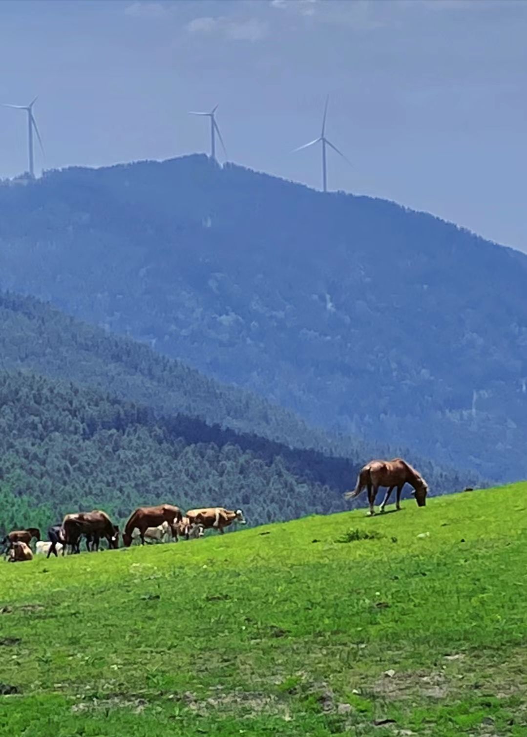 云顶紫台休闲避暑山庄旅行图片 2