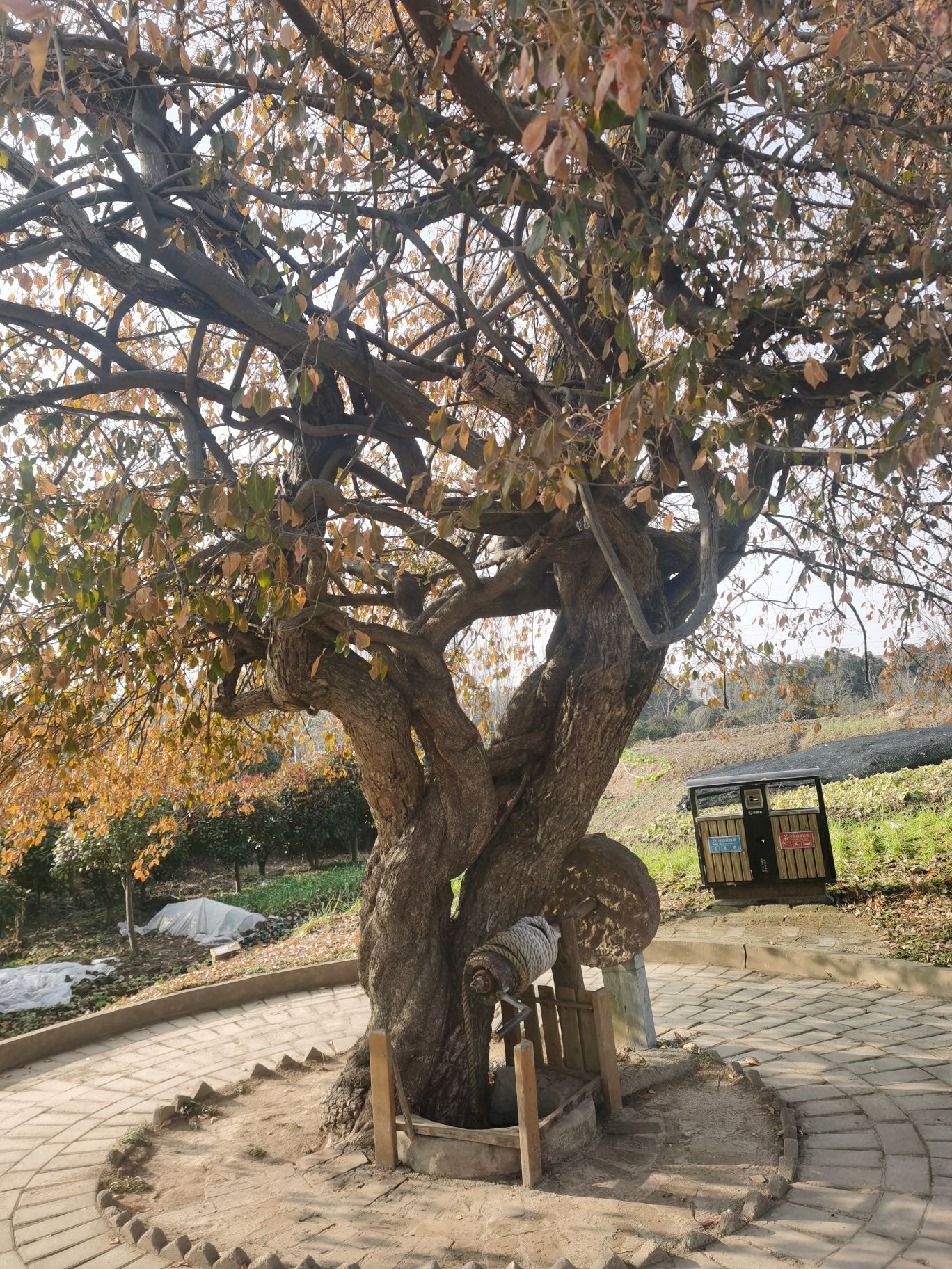 夫妻树旅行图片 2