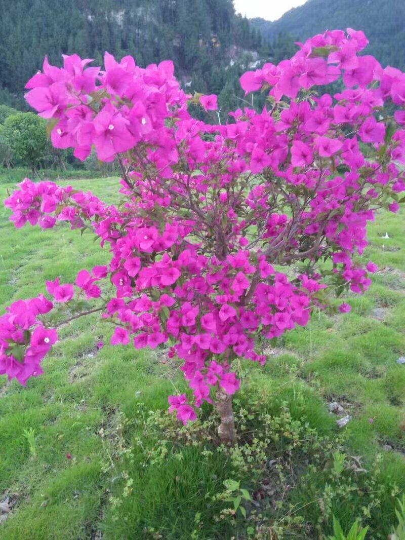 百花谷旅行图片 2
