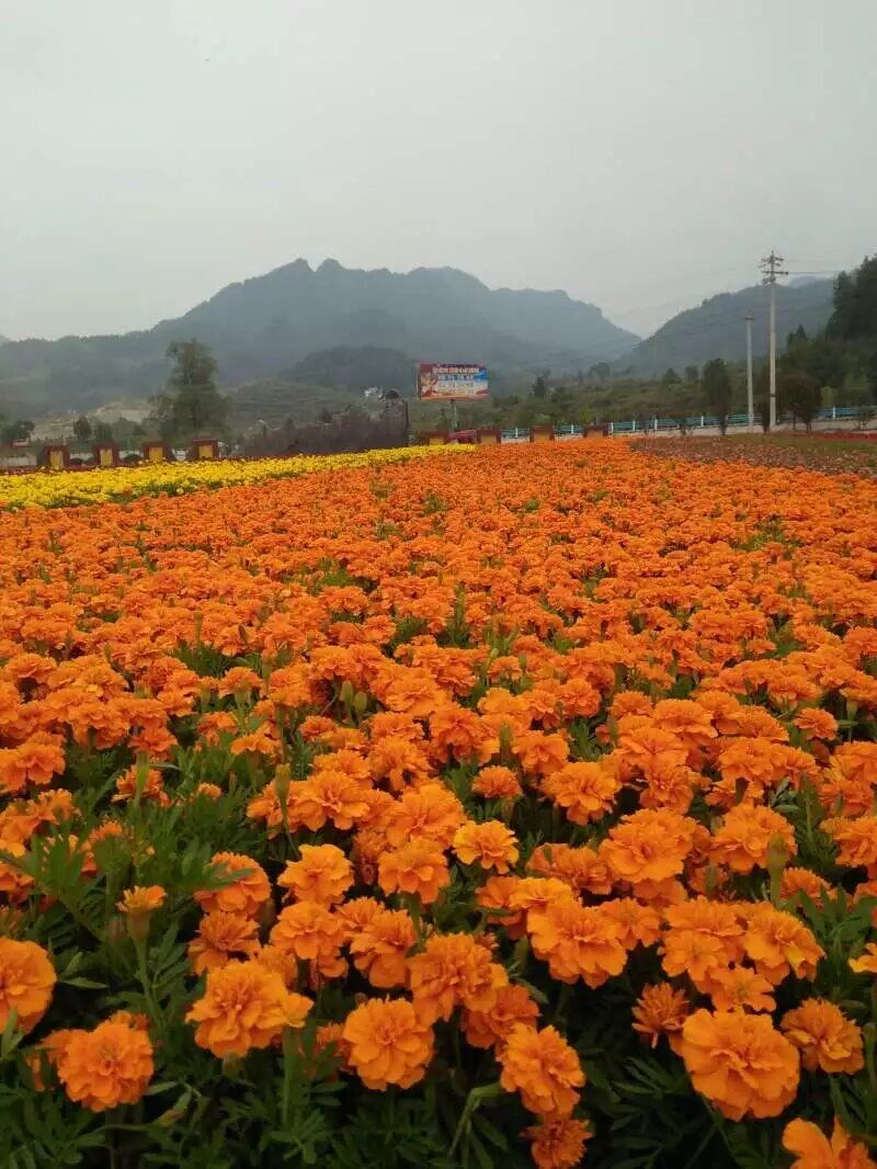 百花谷旅行图片 3