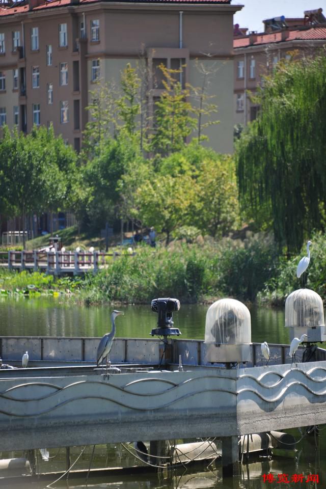 玉龙湖湿地公园旅行图片 3