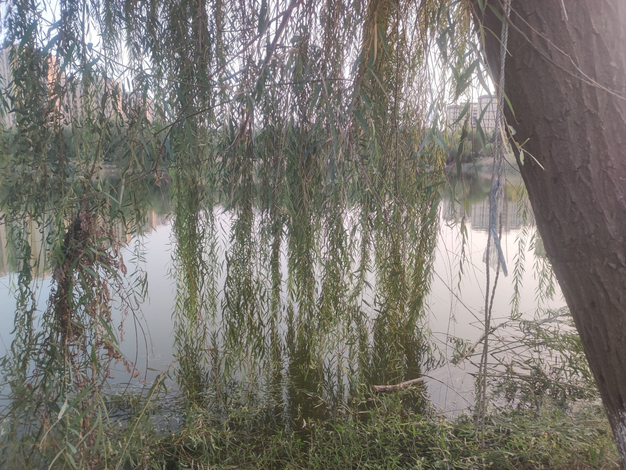 玉龙湖湿地公园旅行图片 2