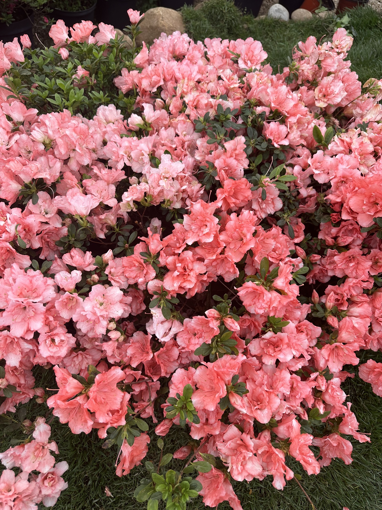 中国杜鹃花博览园旅行图片 1