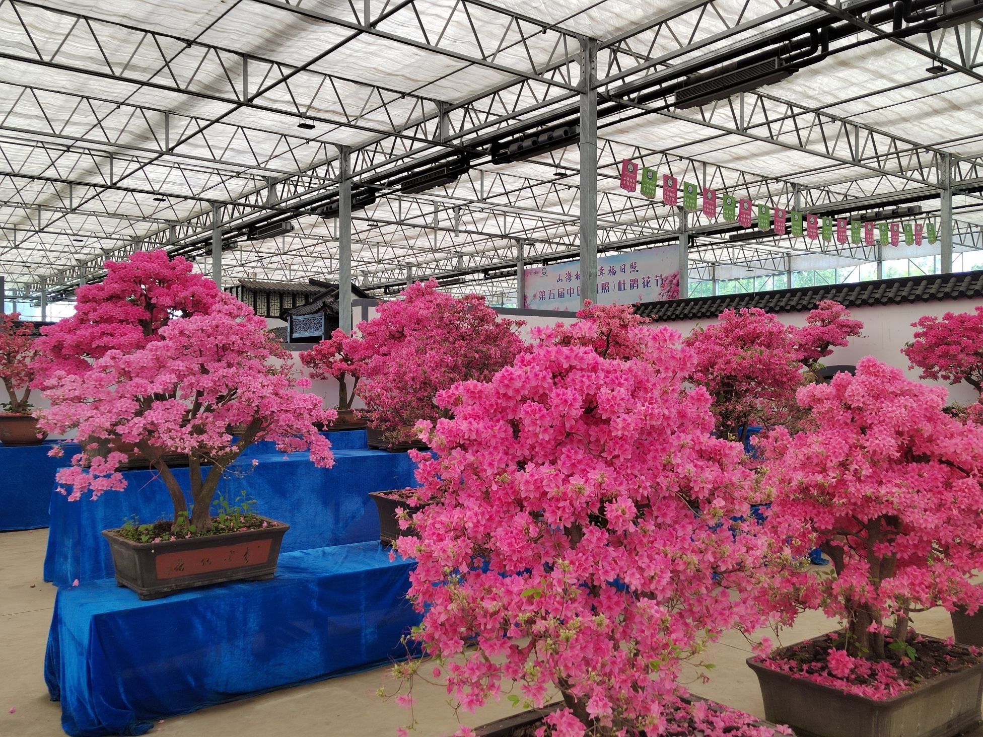 中国杜鹃花博览园旅行图片 2