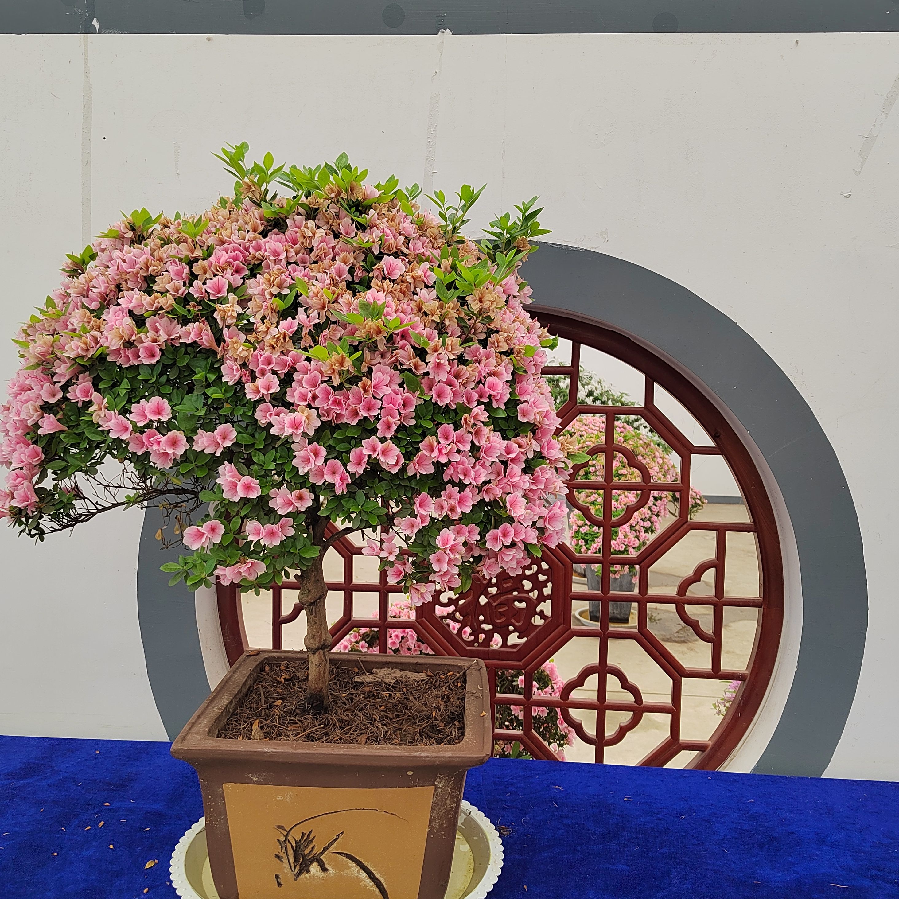 中国杜鹃花博览园旅行图片 3