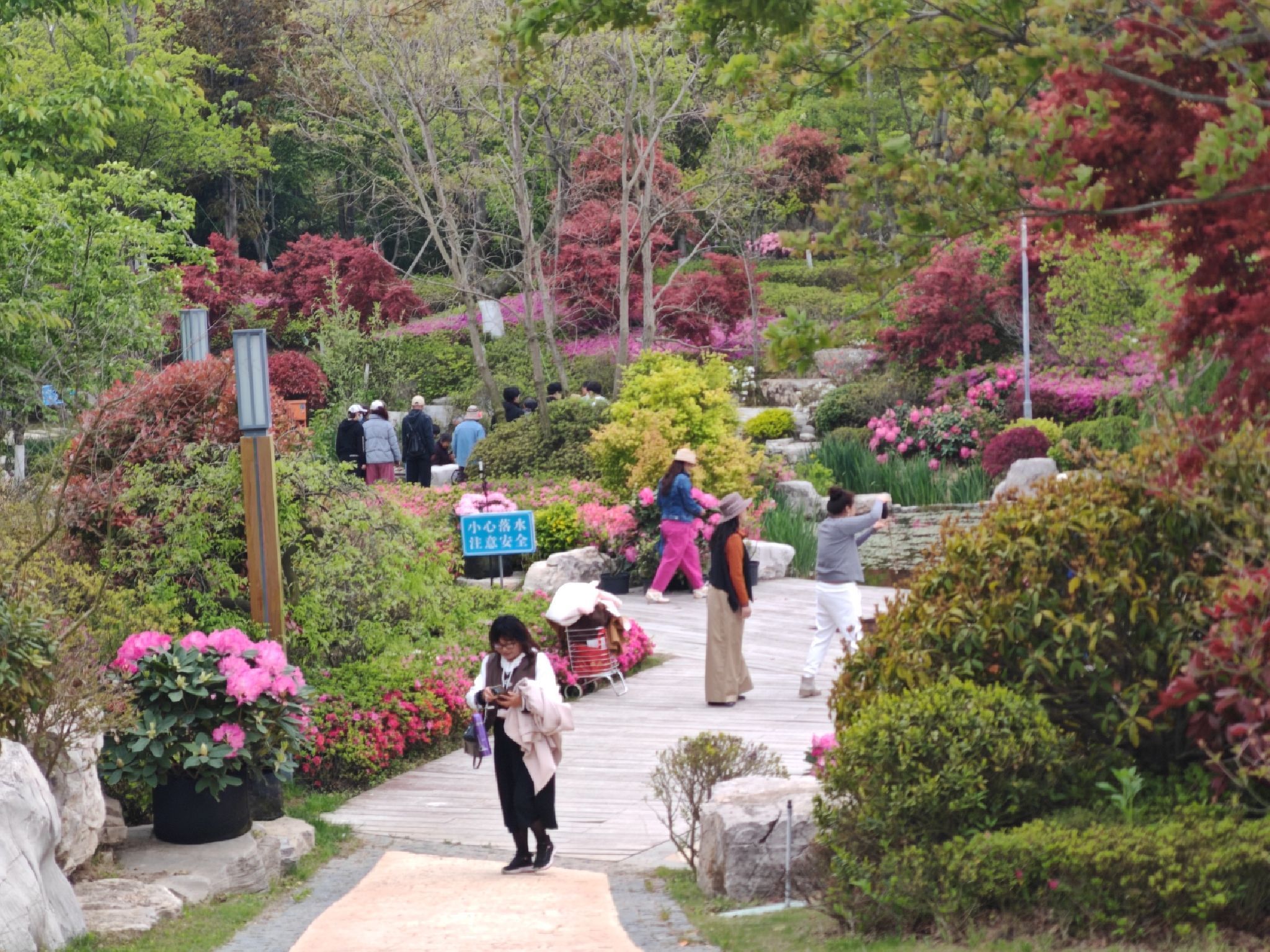 中国杜鹃花博览园旅行图片 1