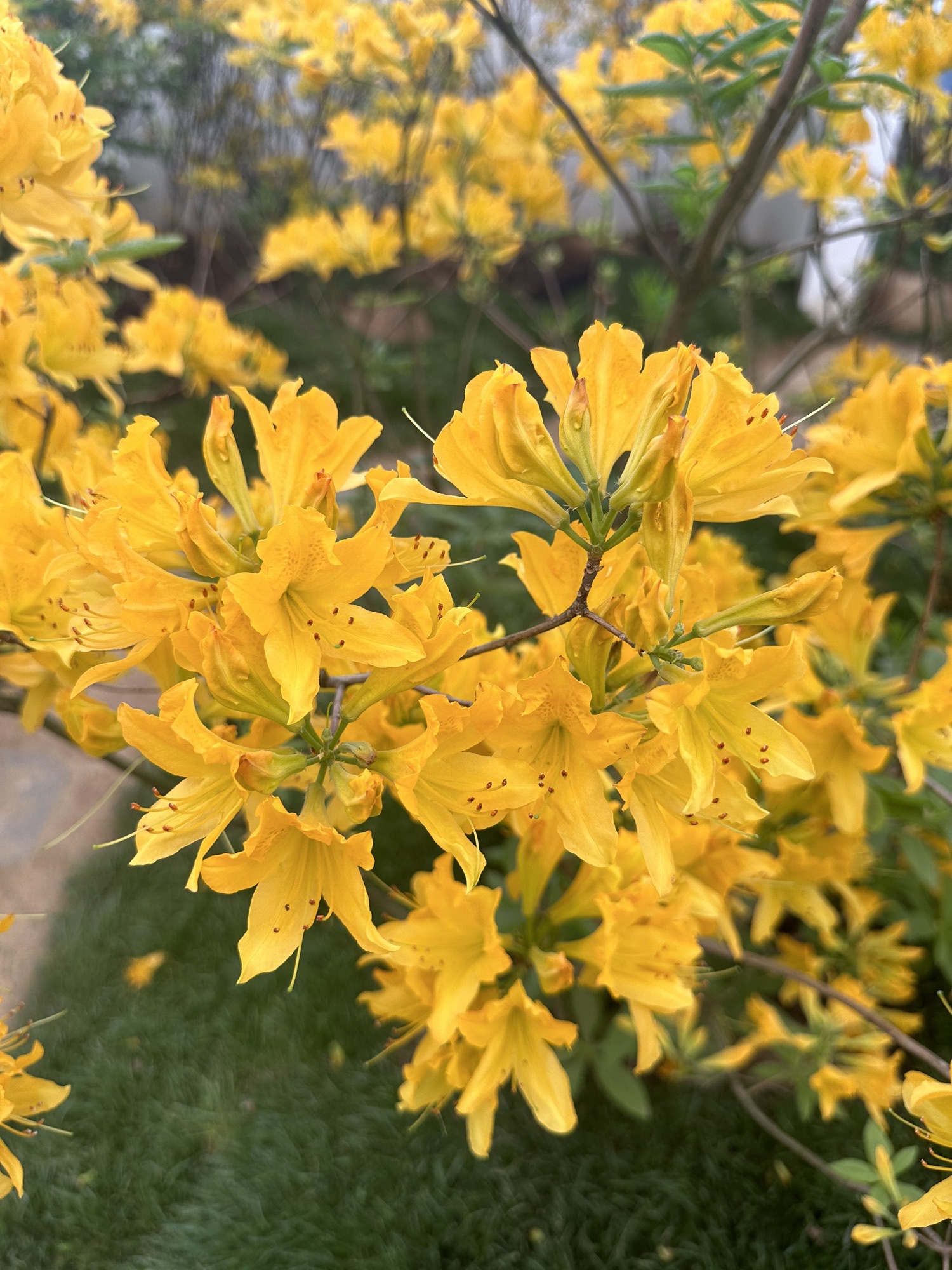 中国杜鹃花博览园旅行图片 3